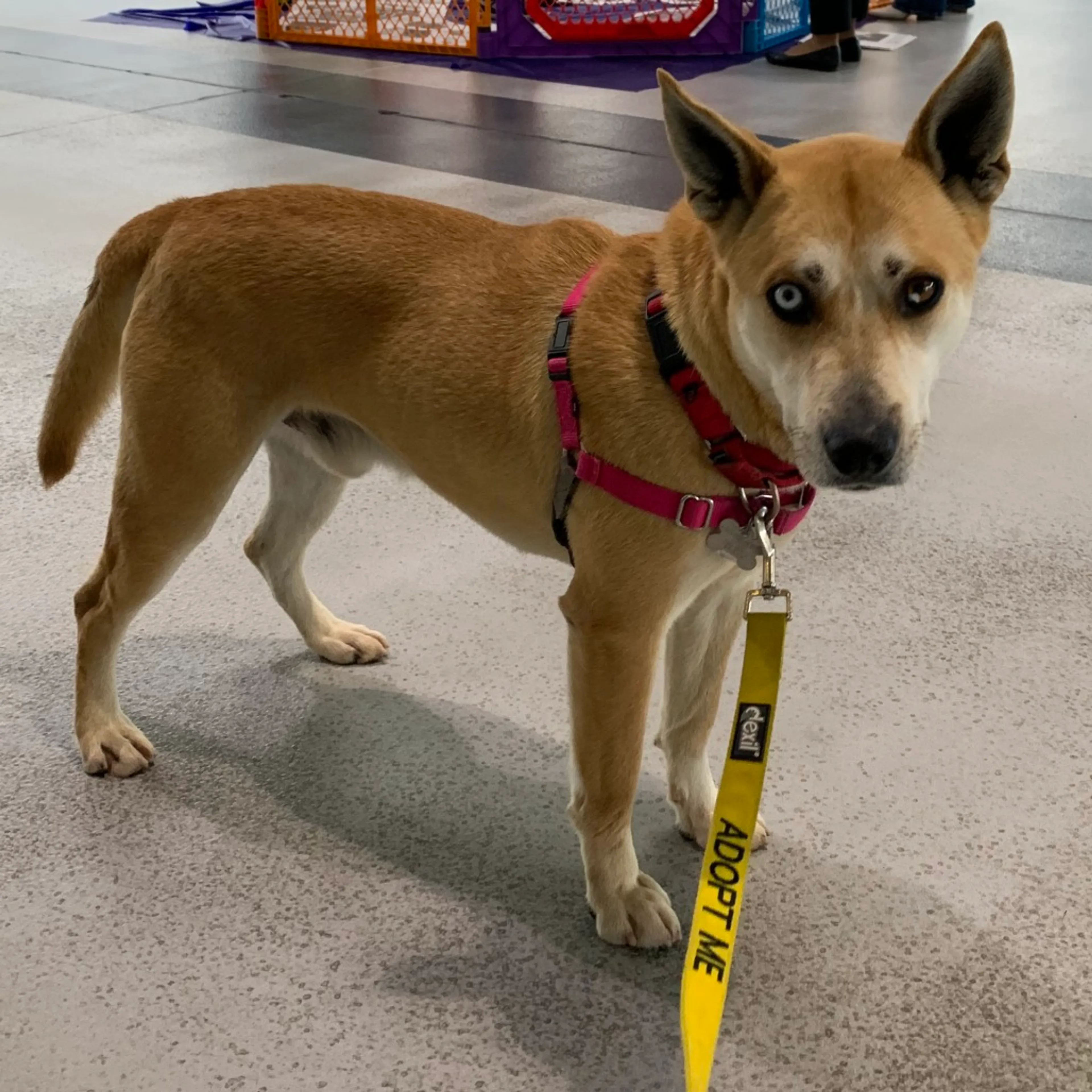 Found pet-8