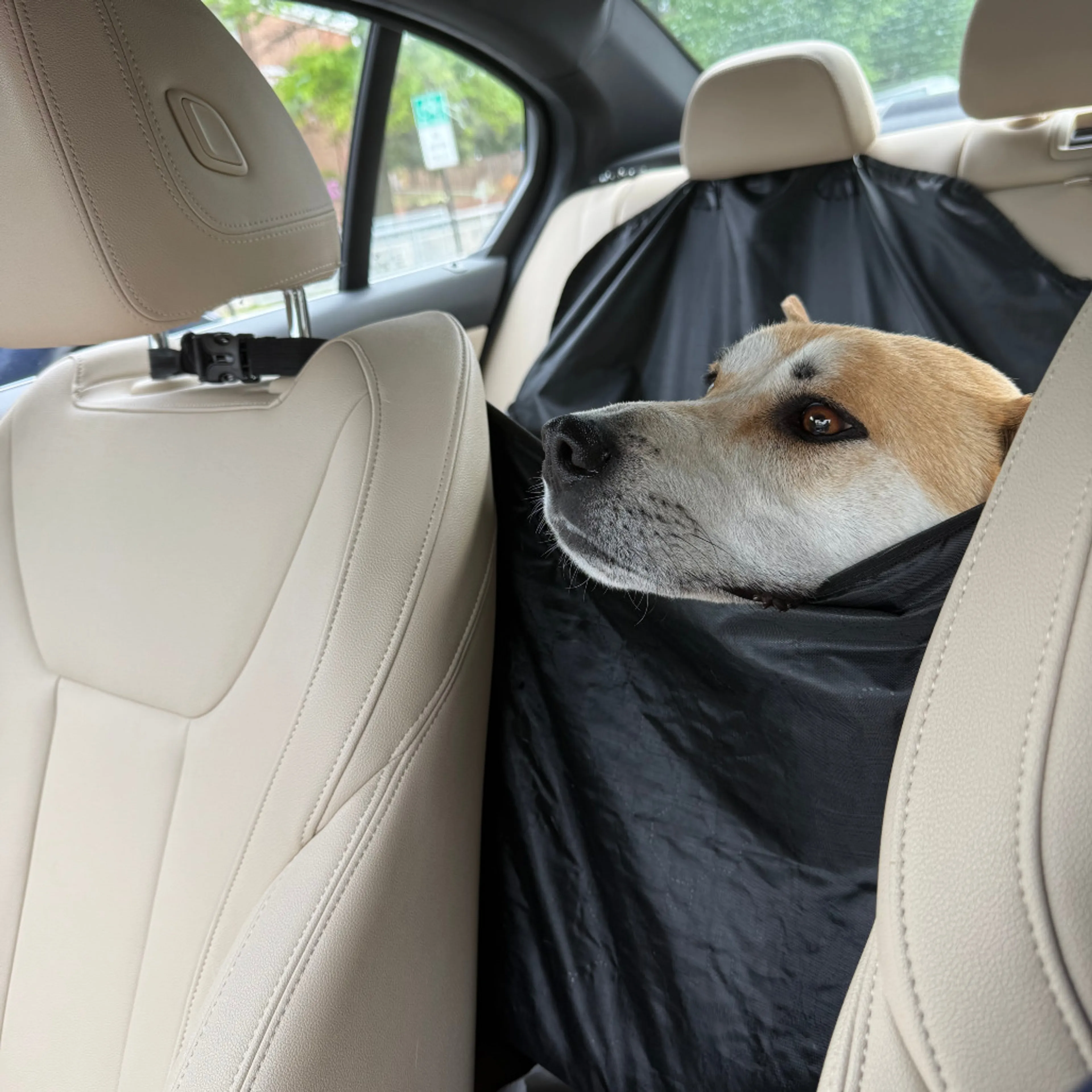 Found pet-13