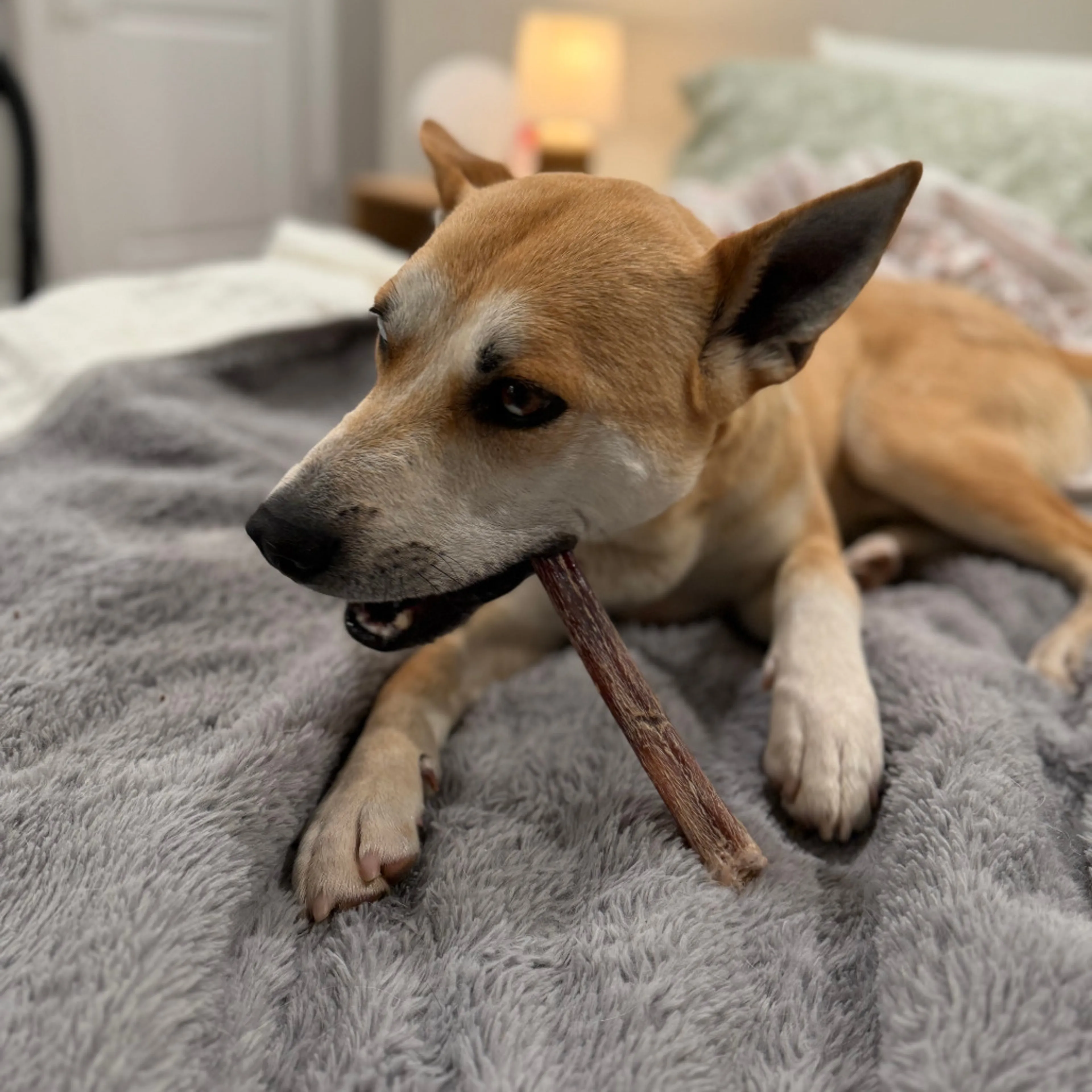 Found pet-11