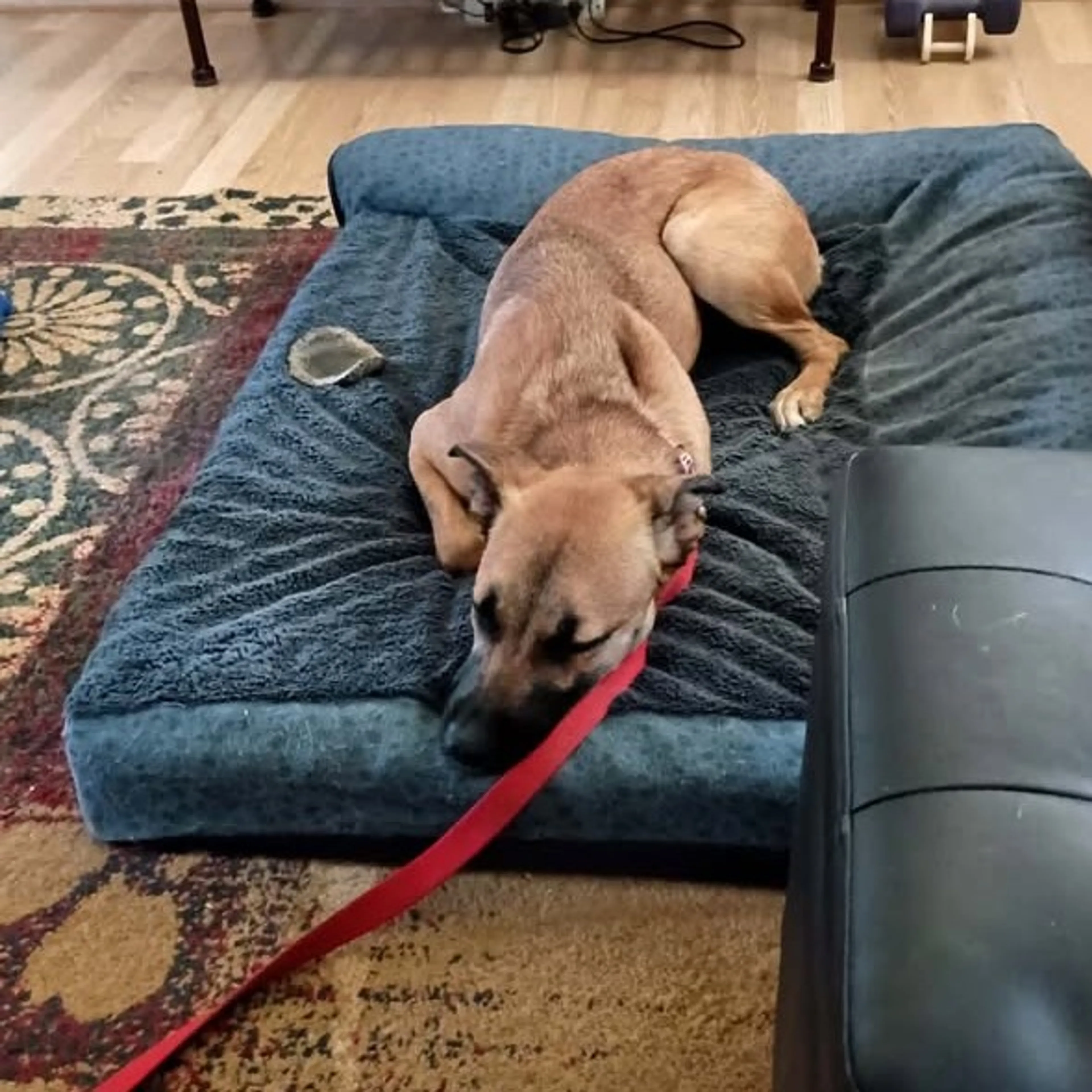 Found pet-1