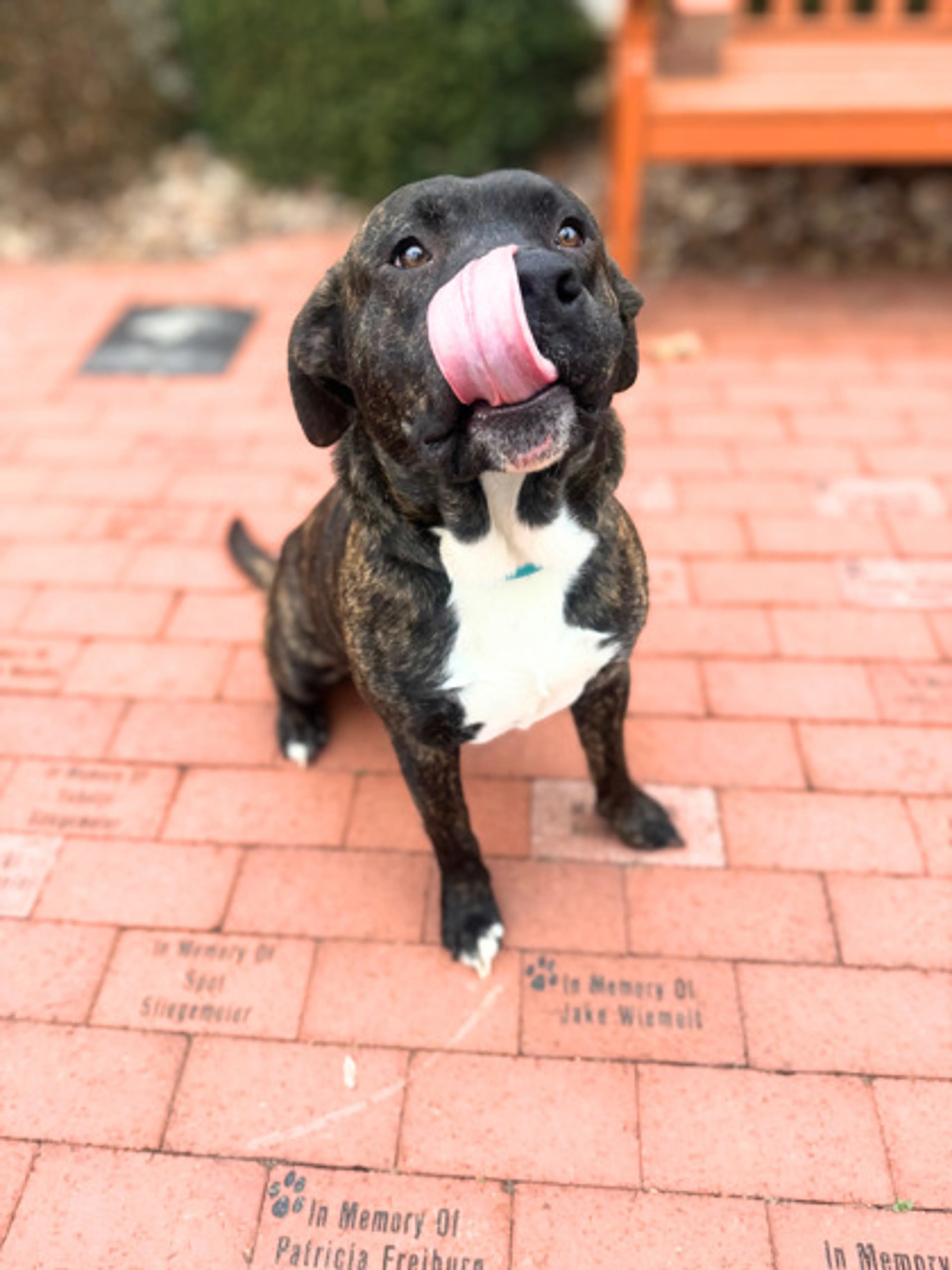 Found pet-1