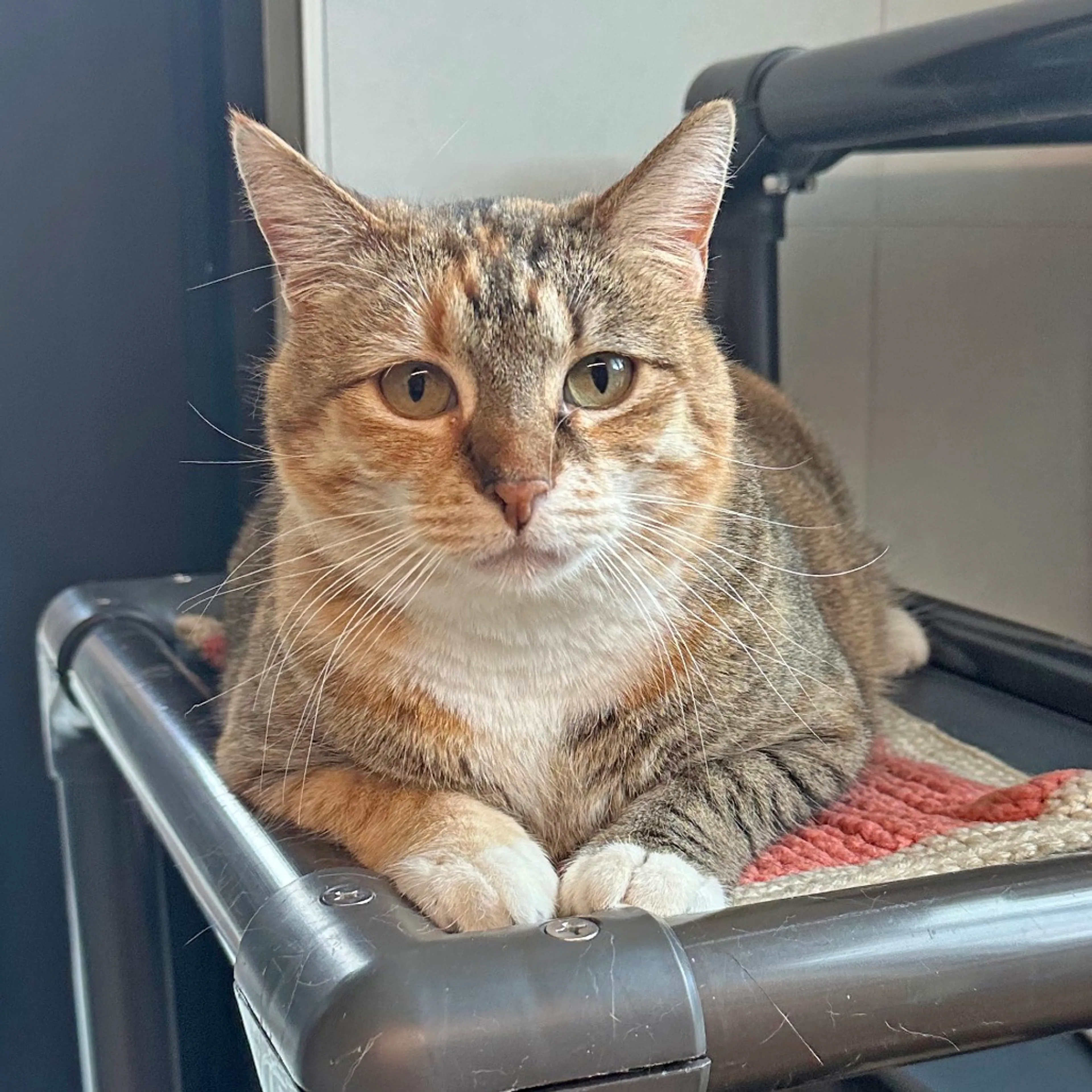 Found pet-7