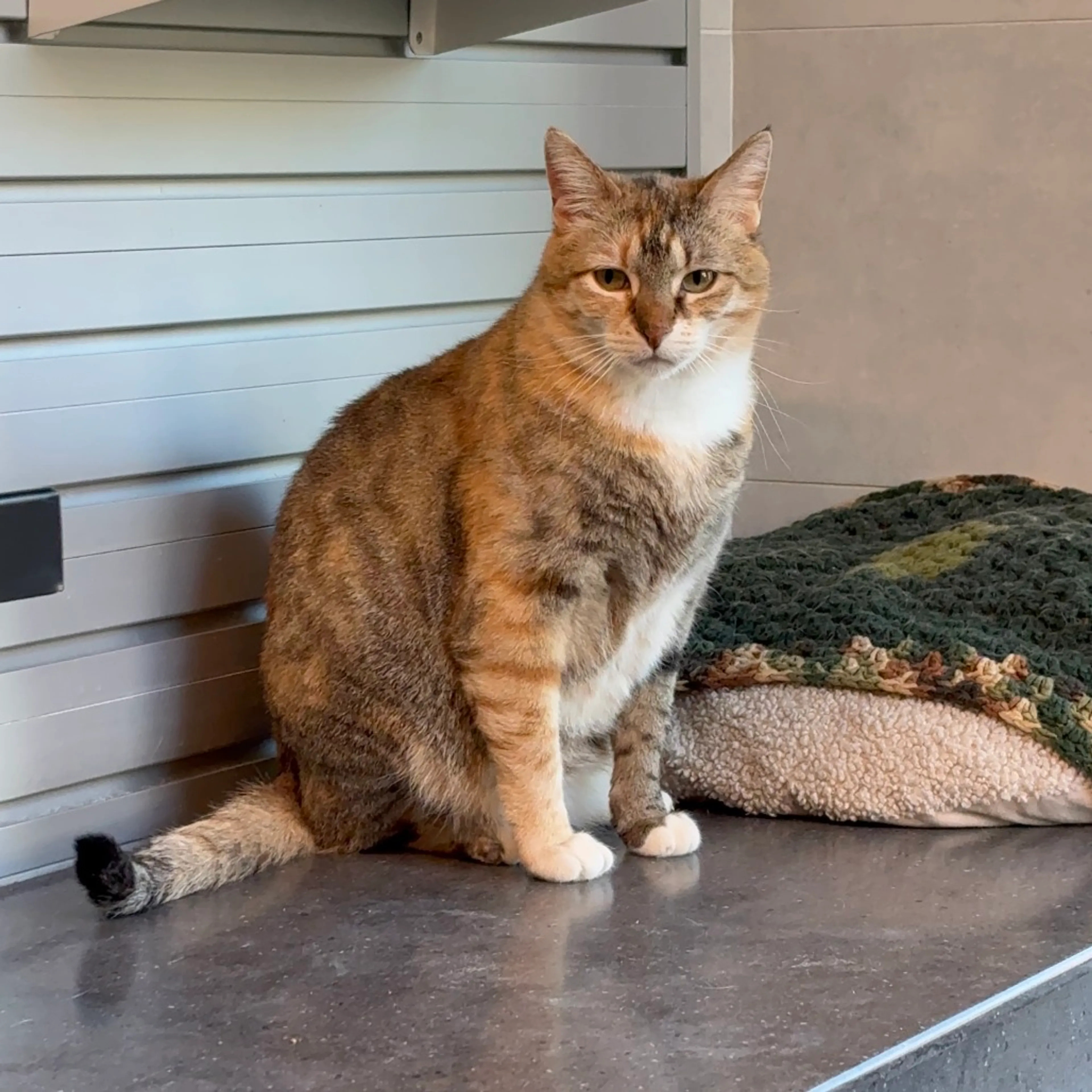 Found pet-4