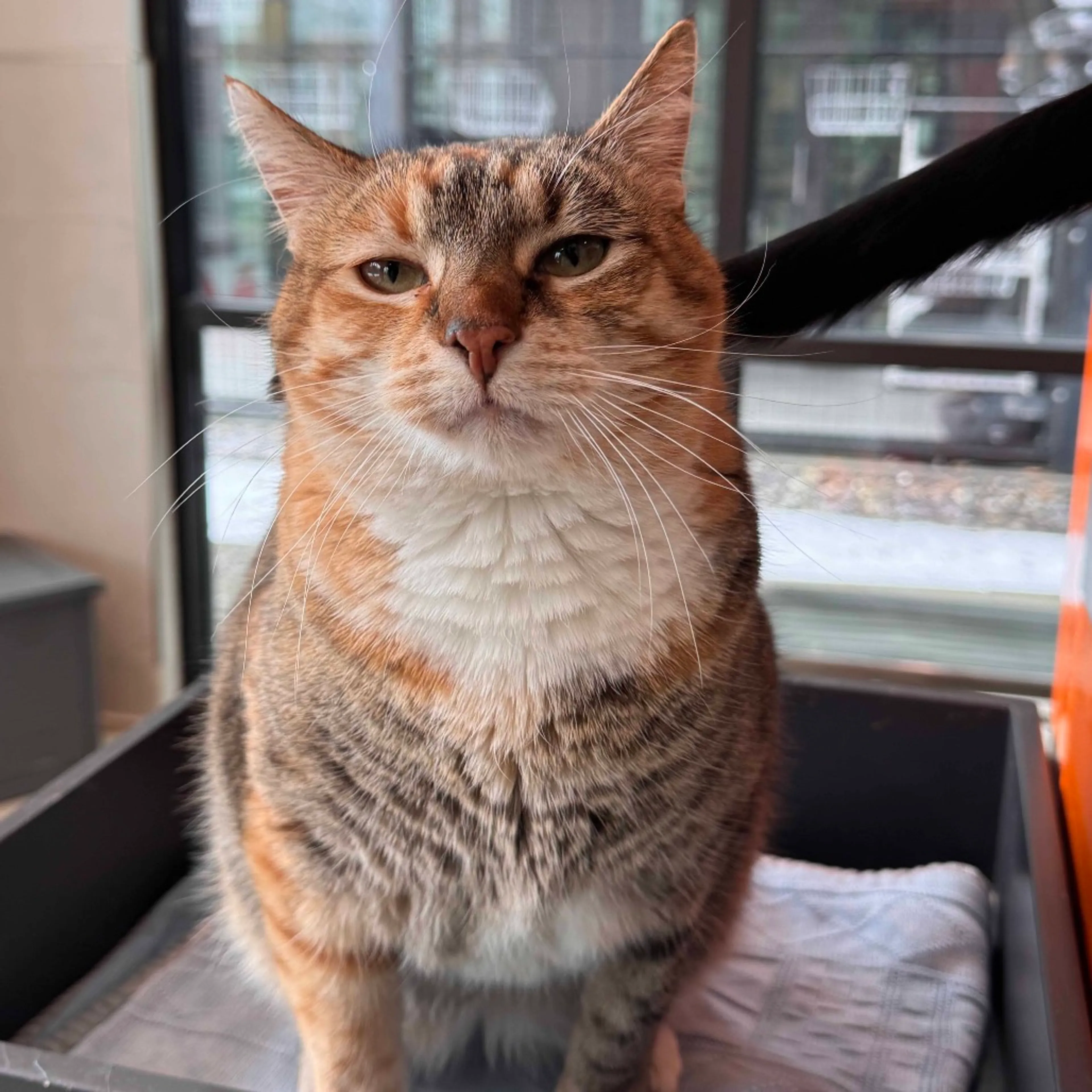 Found pet-3