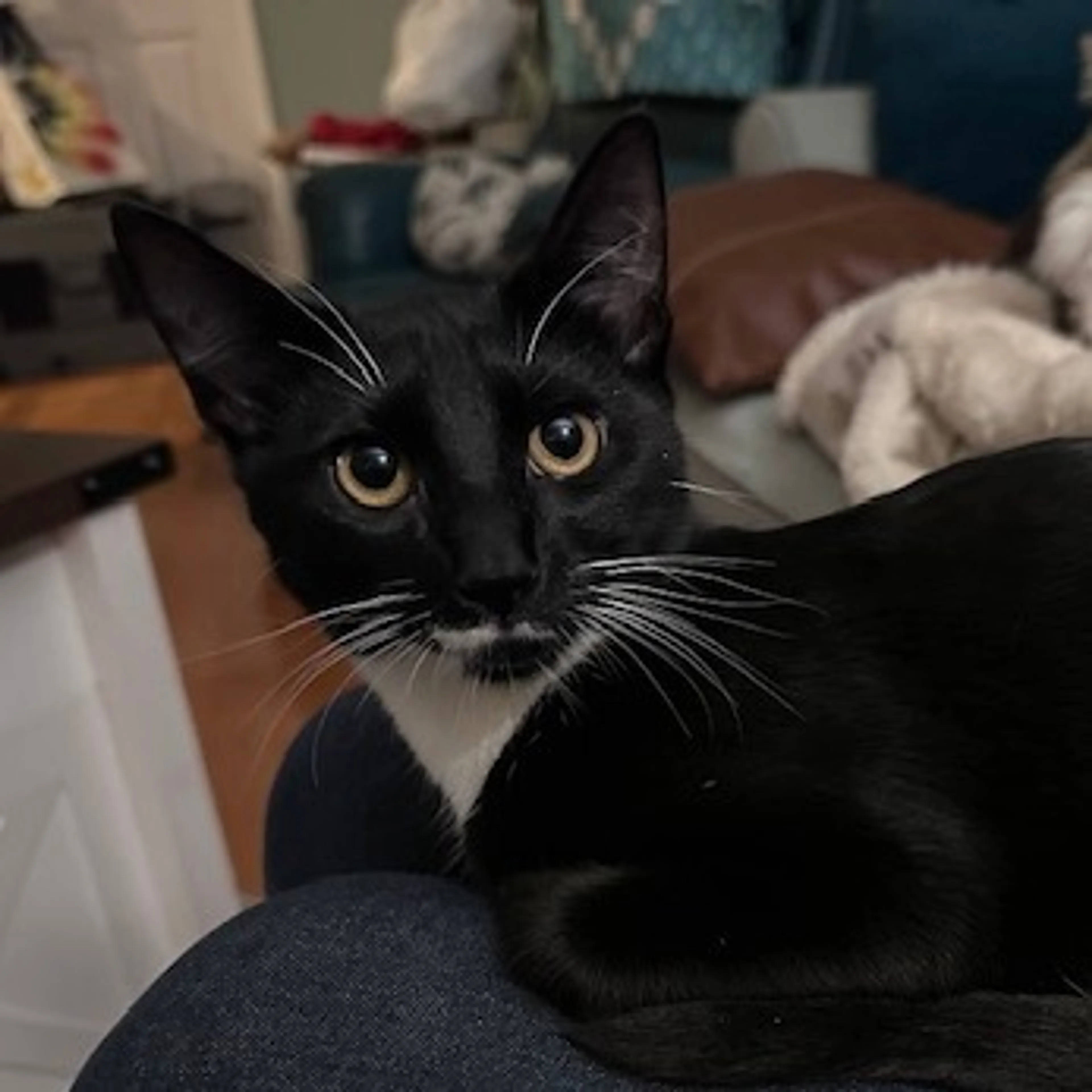 Found pet-0