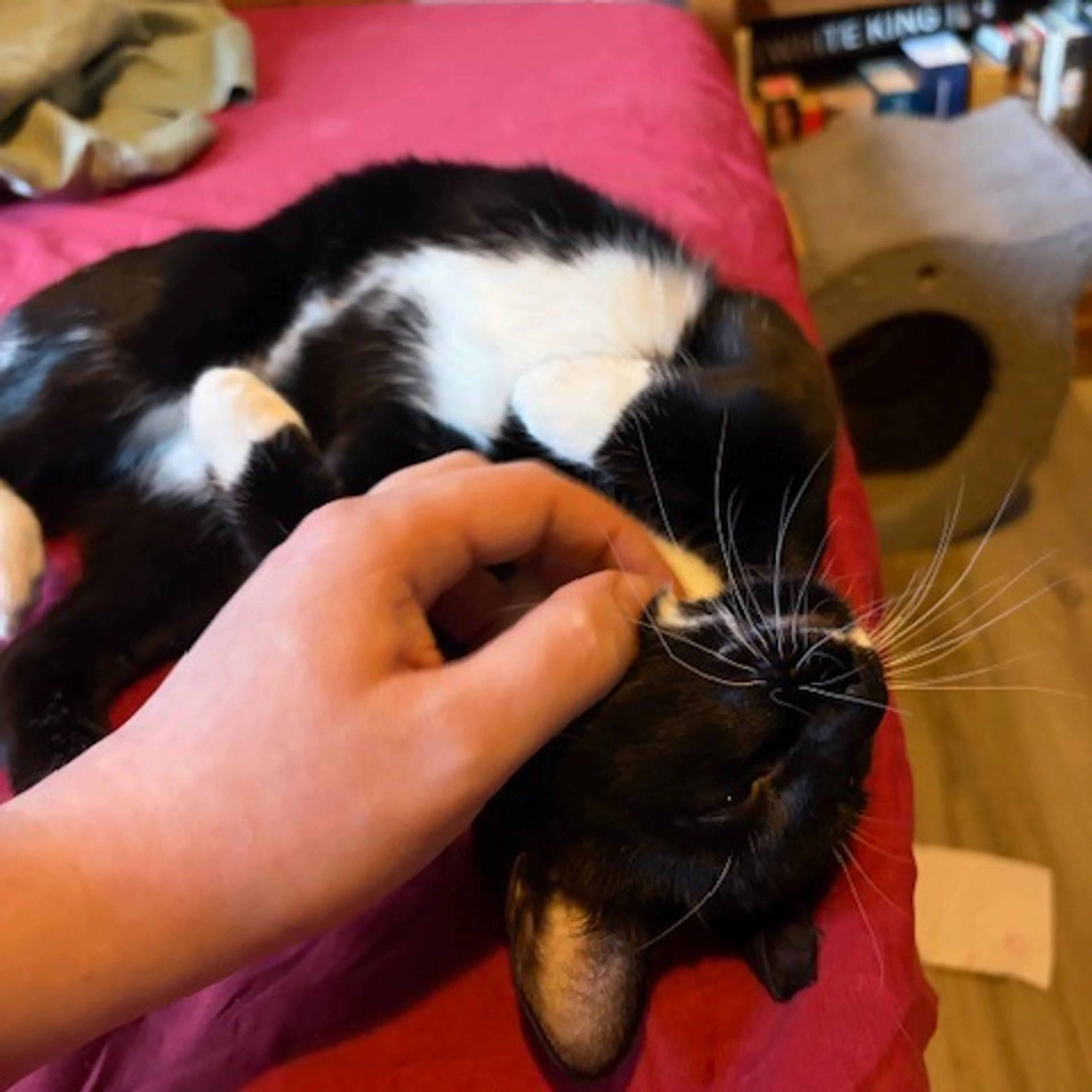 Found pet-2