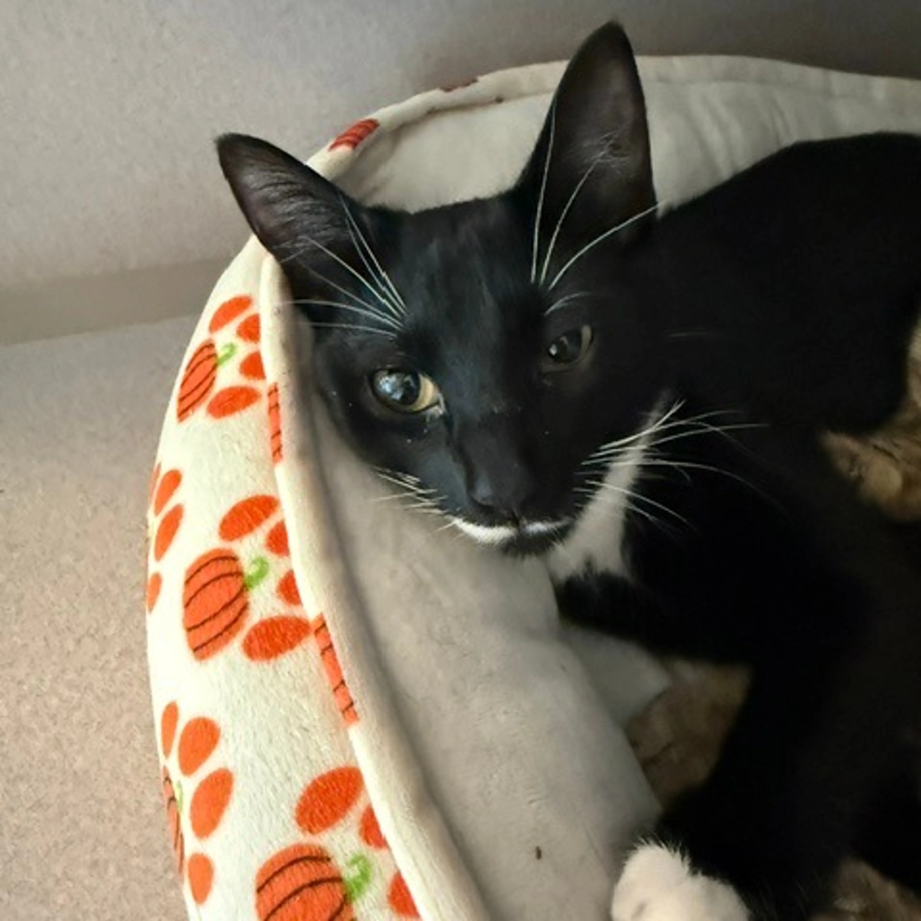 Found pet-3