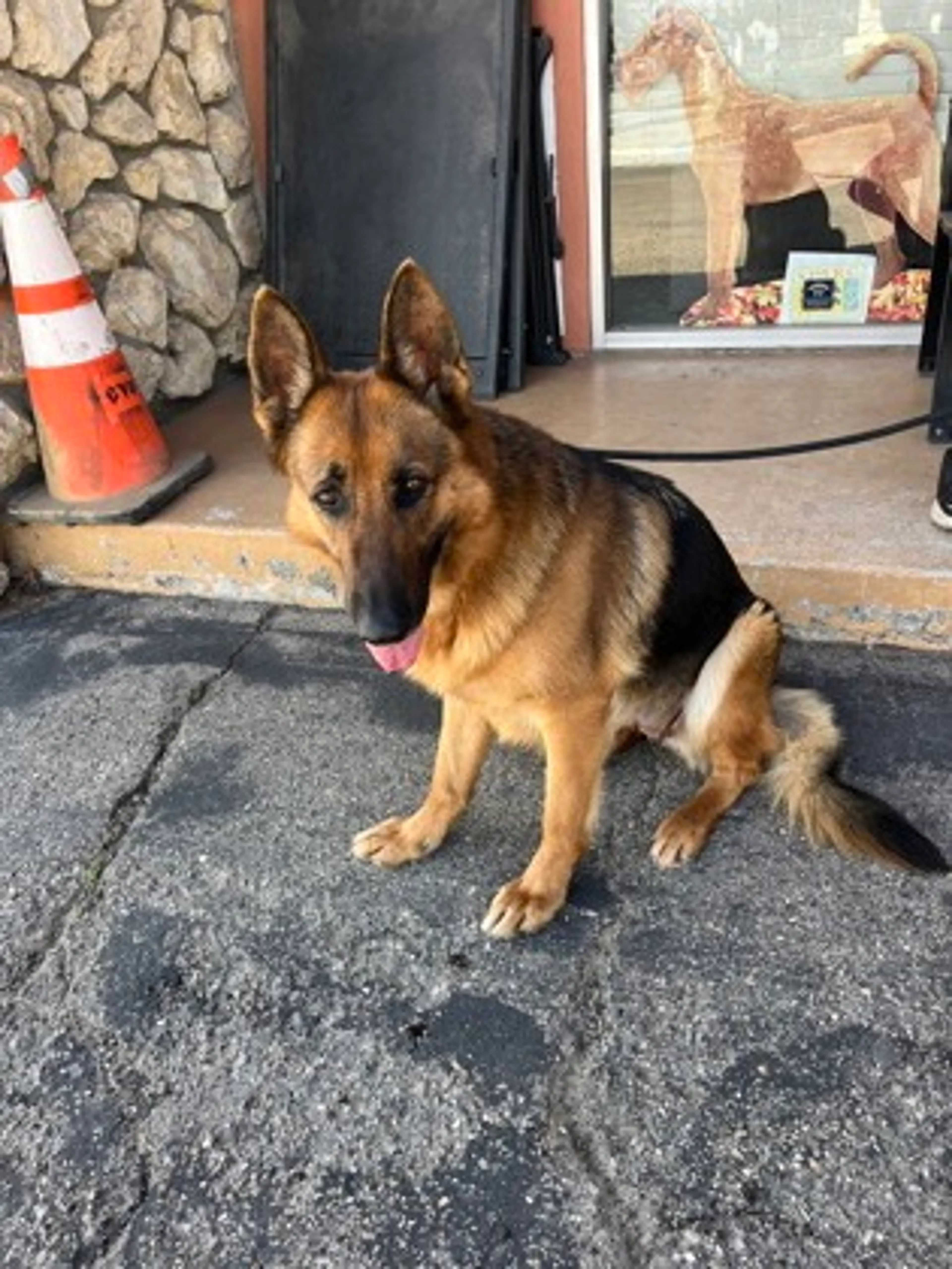 Found pet-2