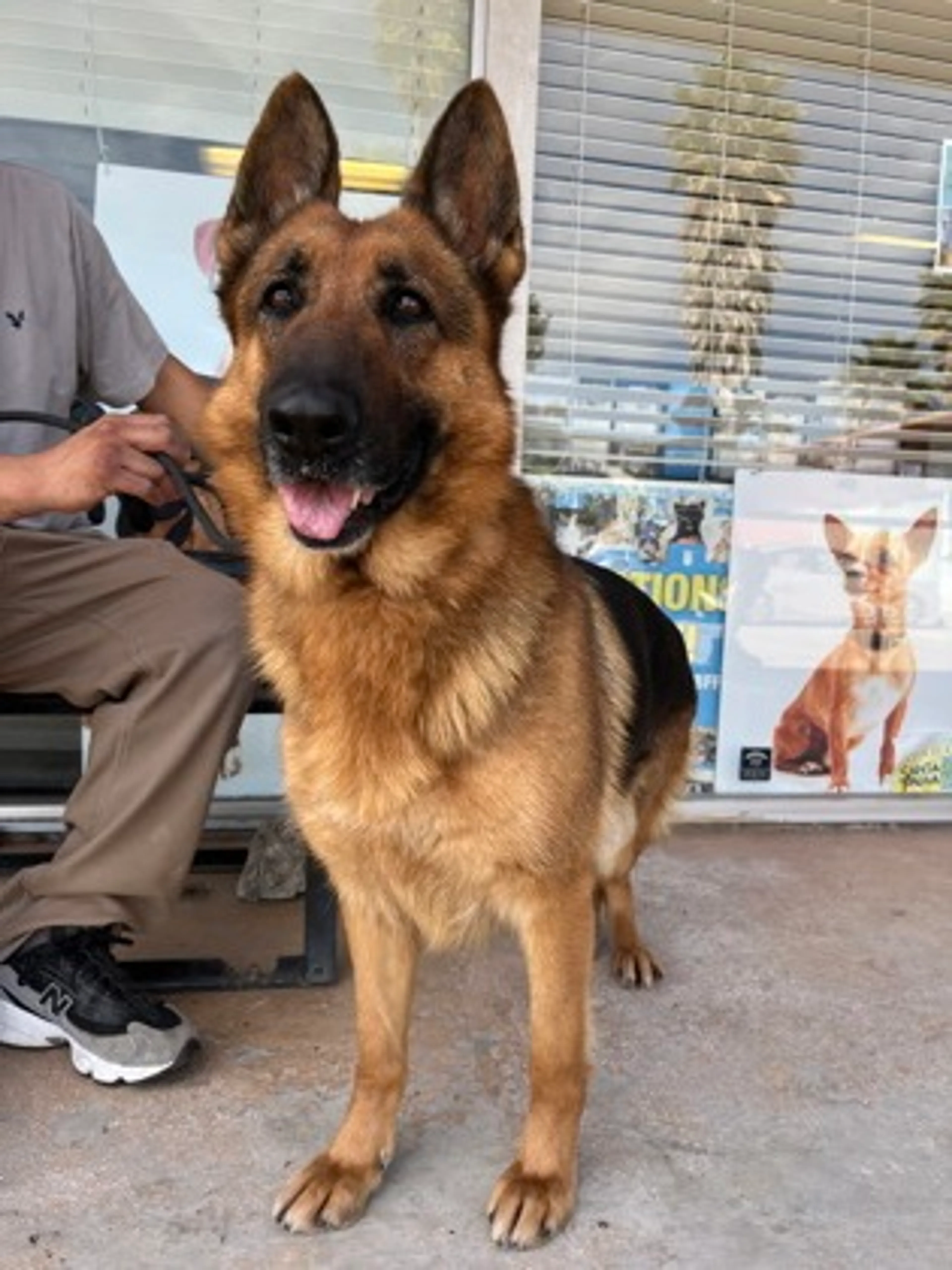 Found pet-1