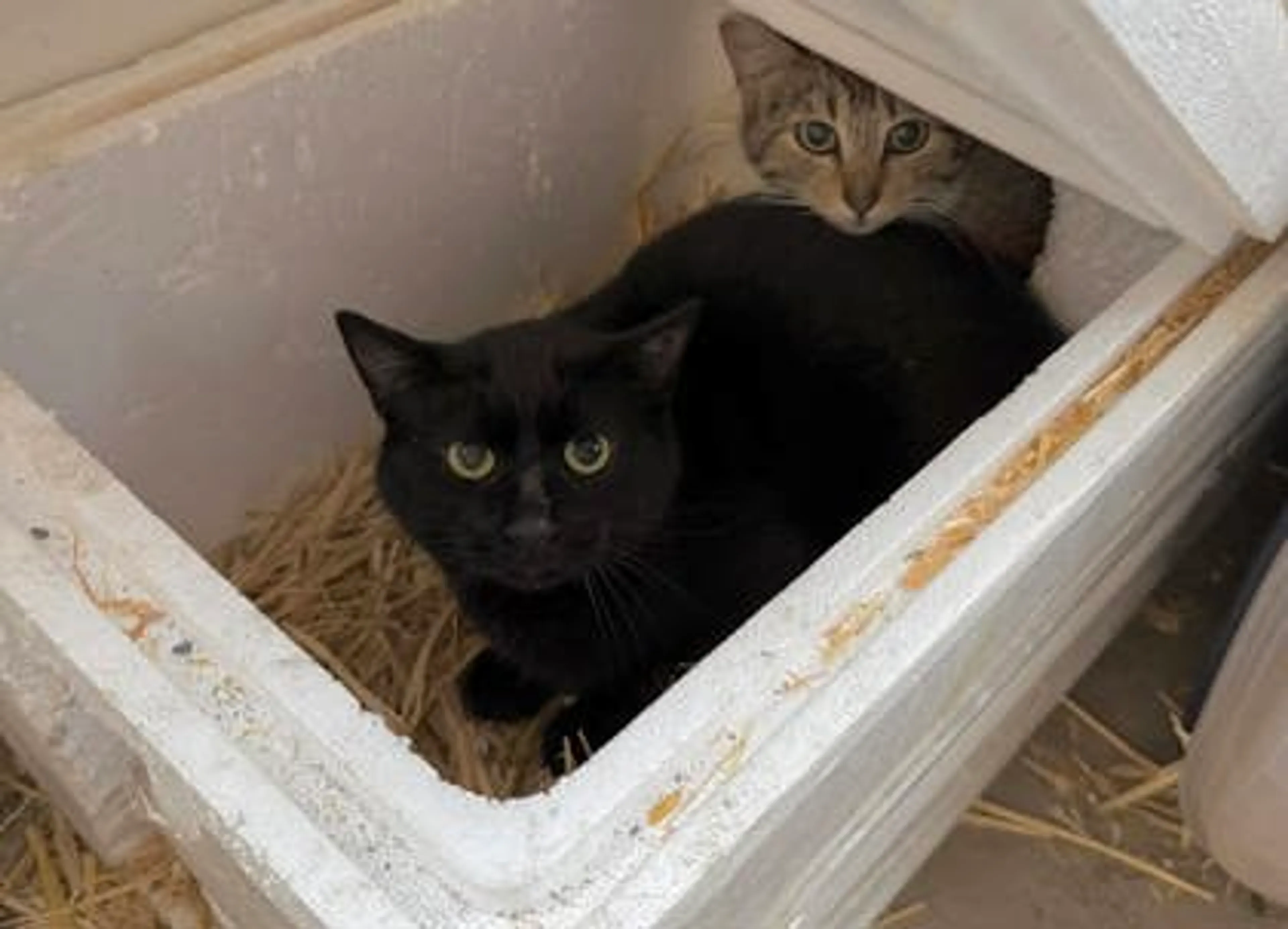 Found pet-1