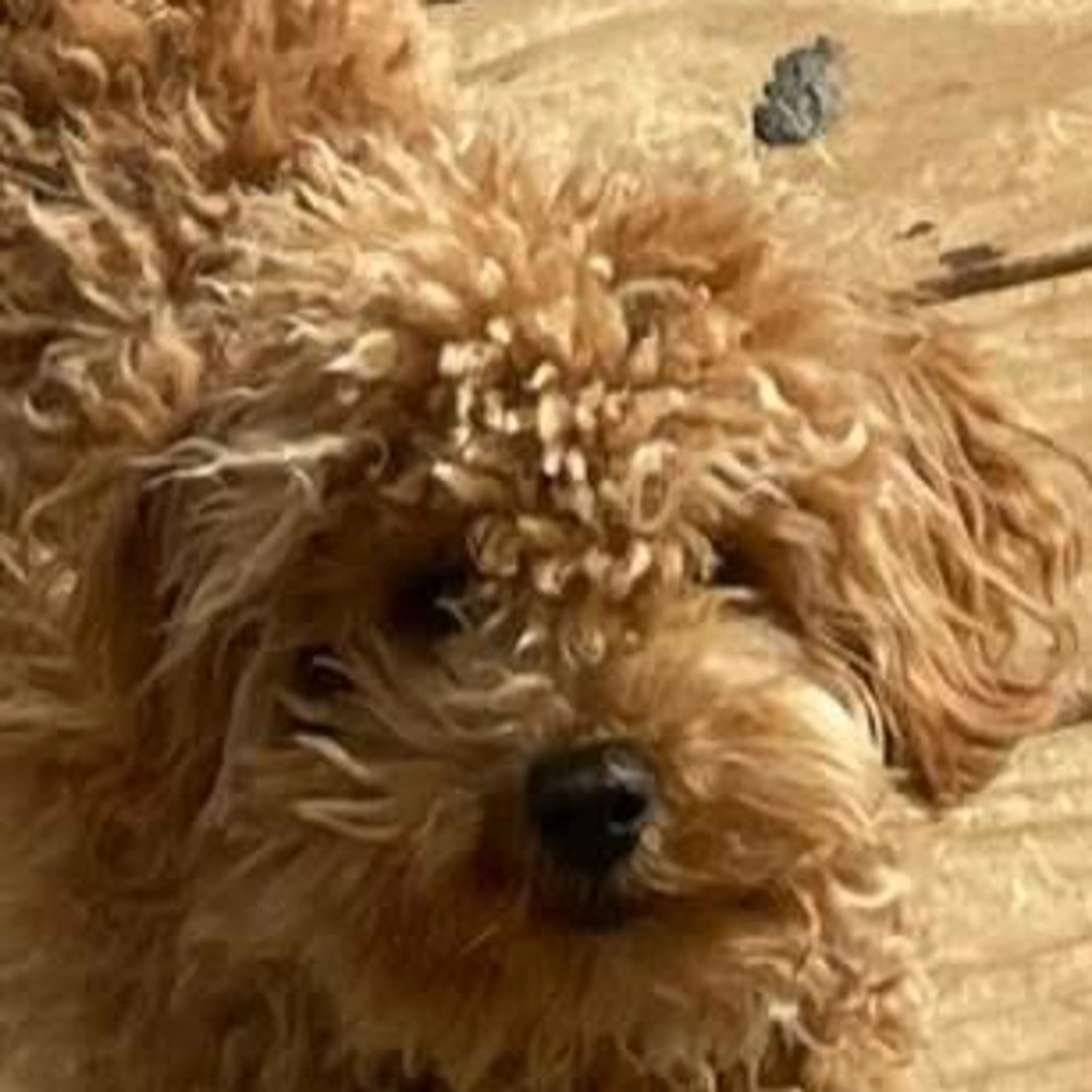 Lost pet-2