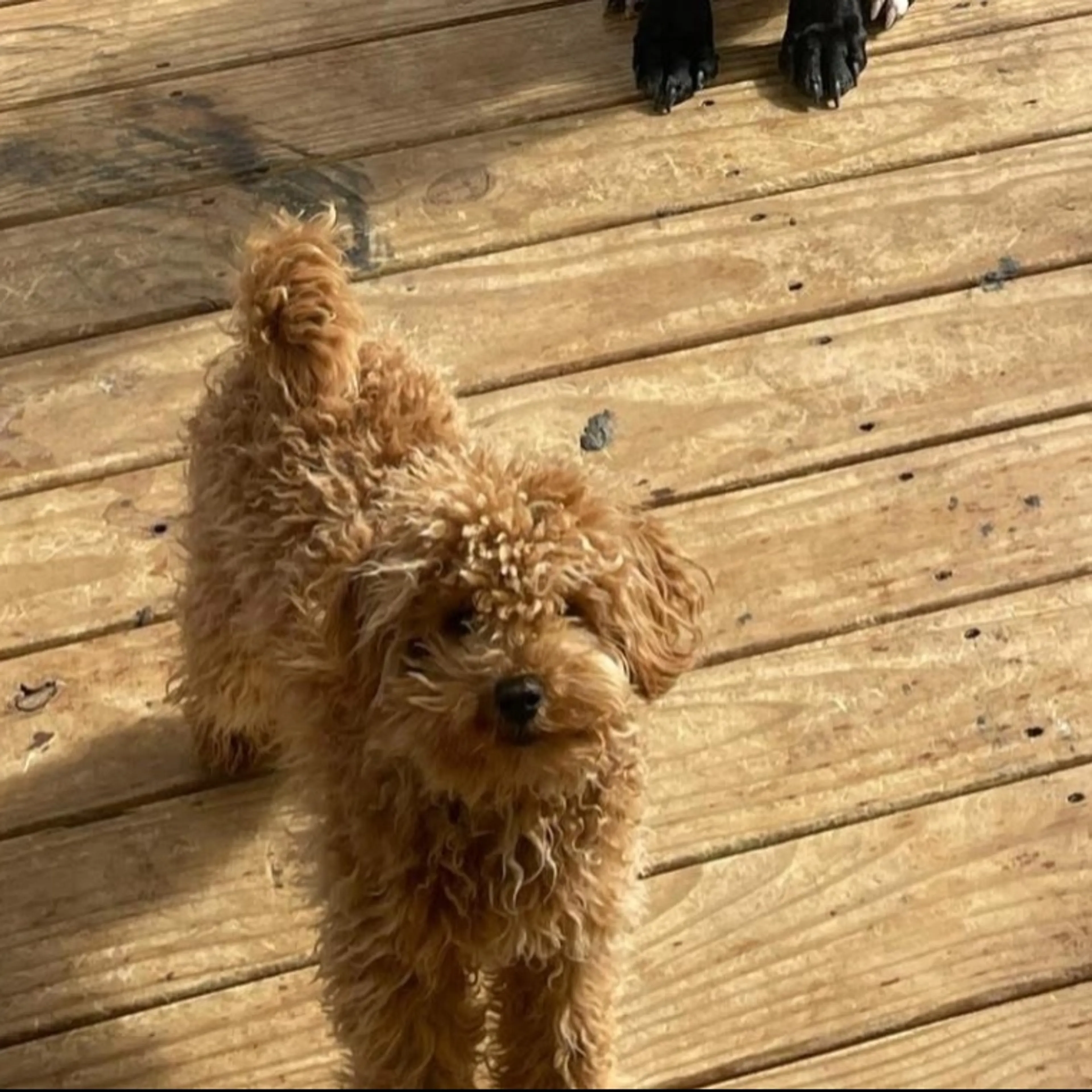 Lost pet-0