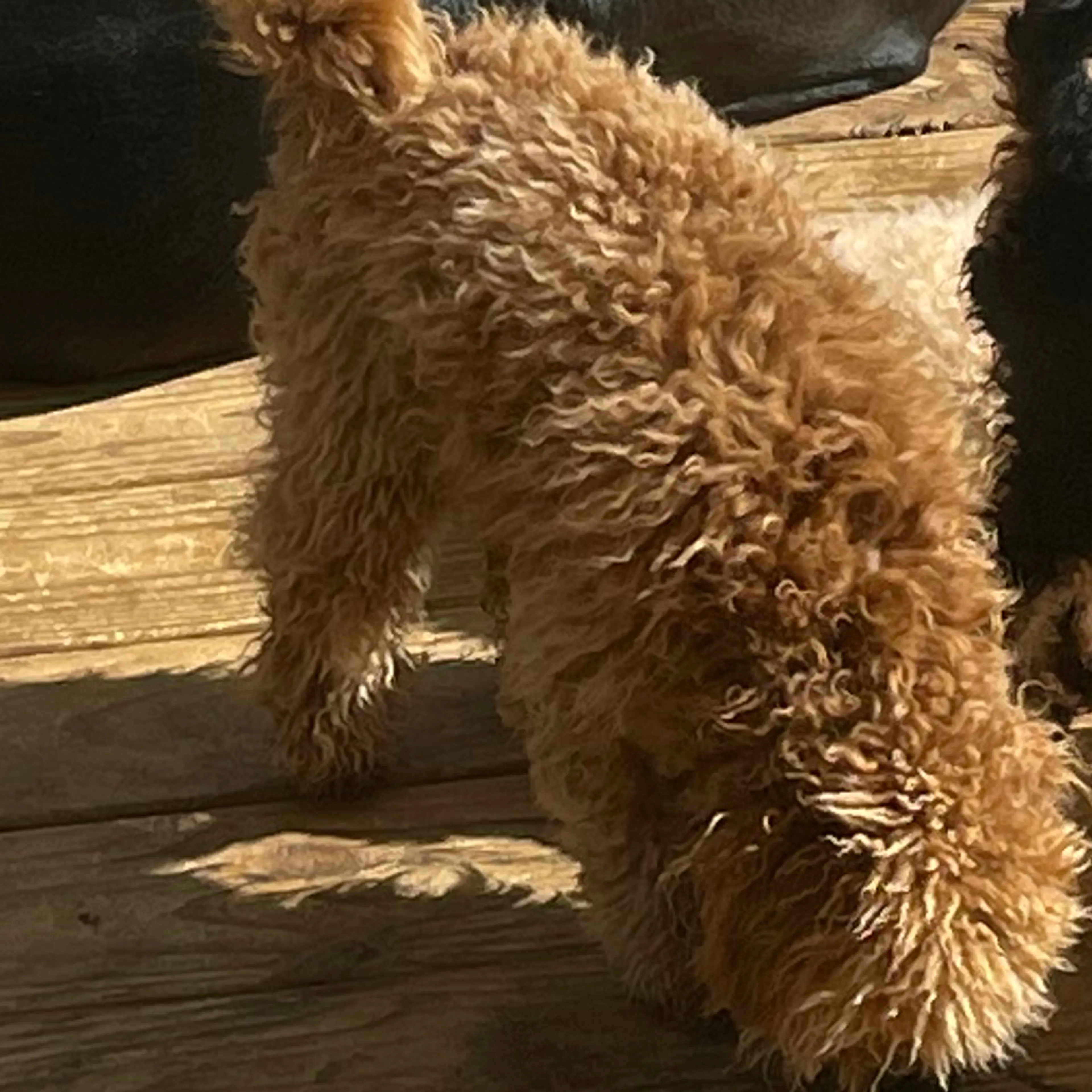 Lost pet-1