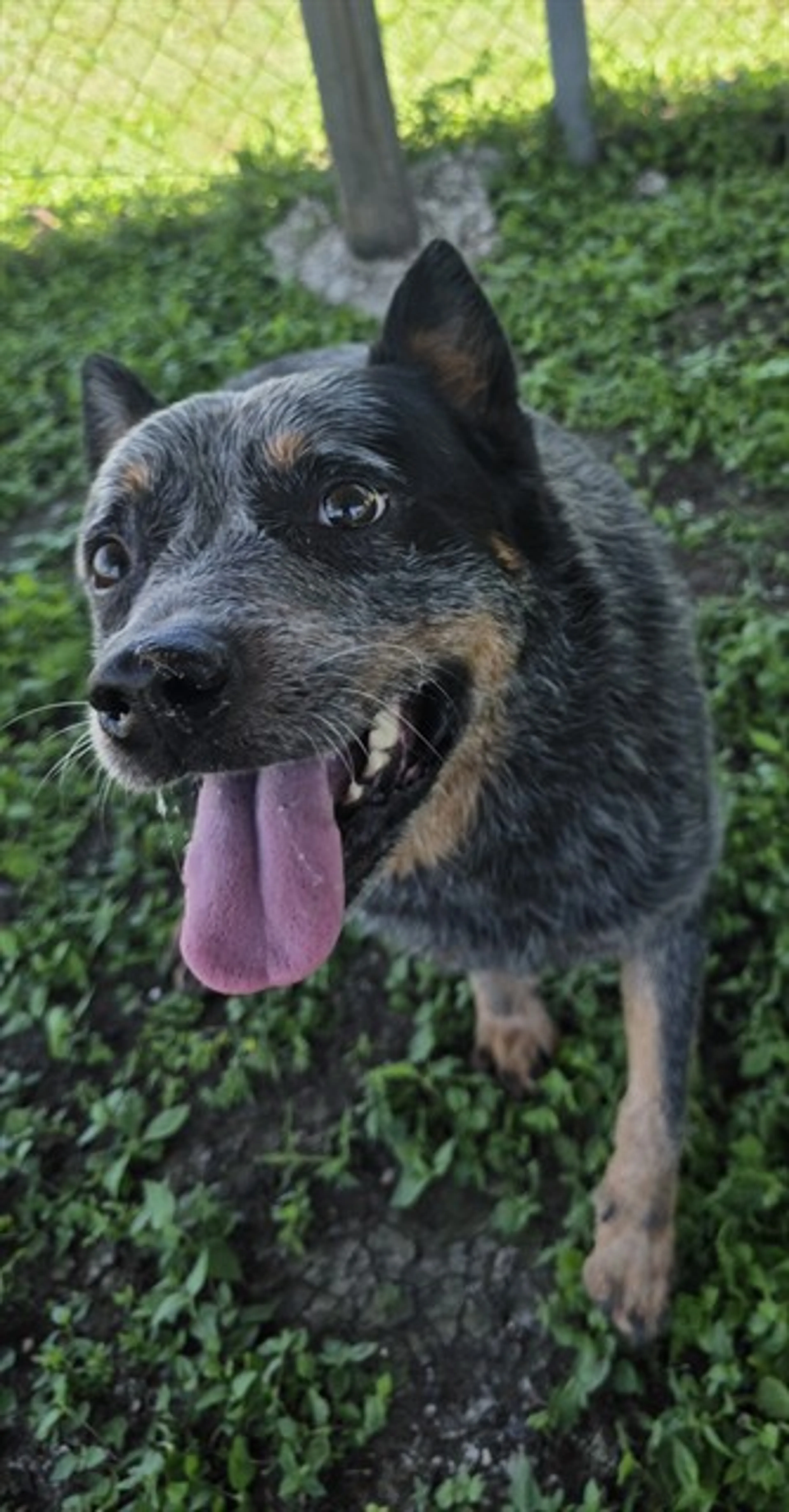 Found pet