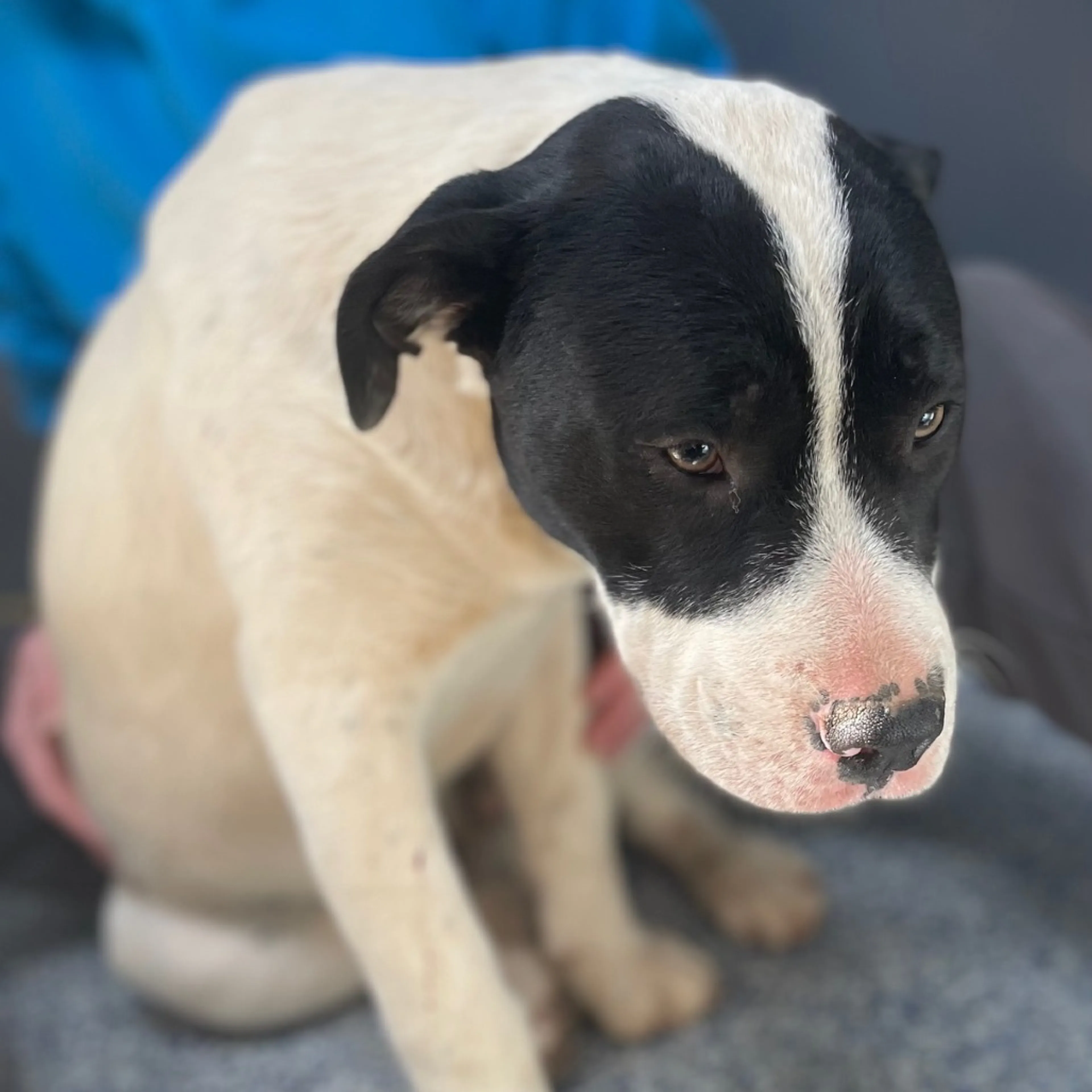 Found pet-1