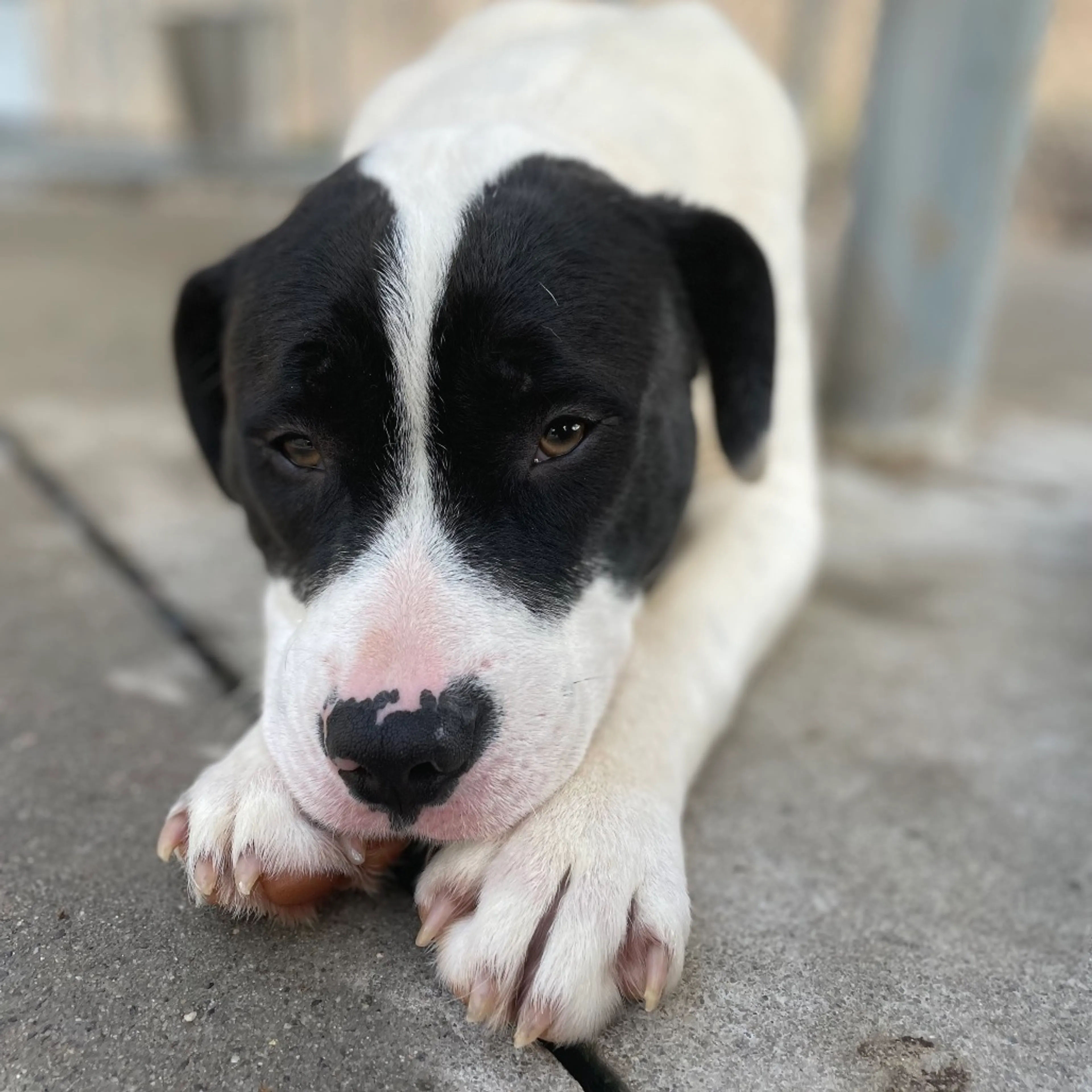 Found pet-2