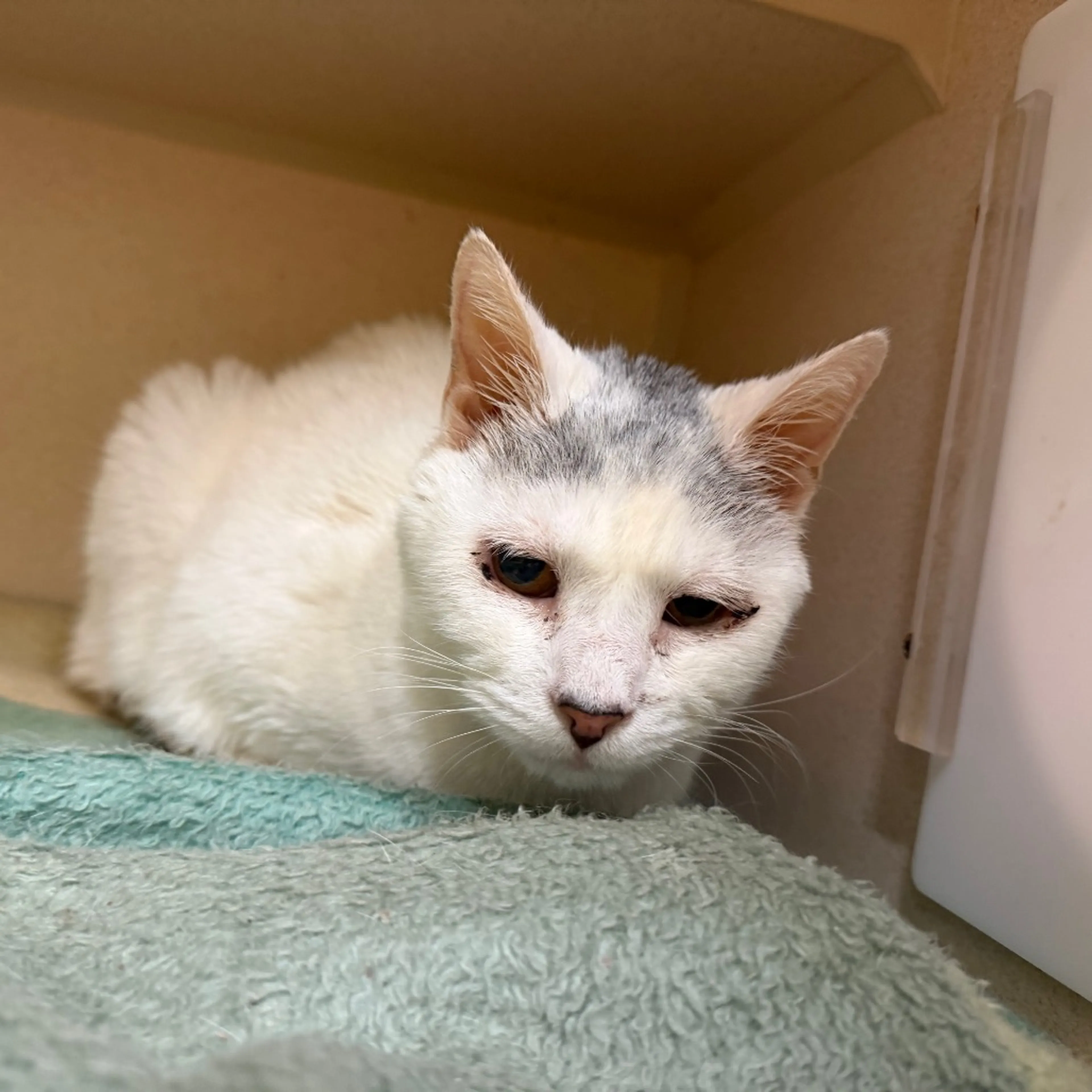 Found pet-1