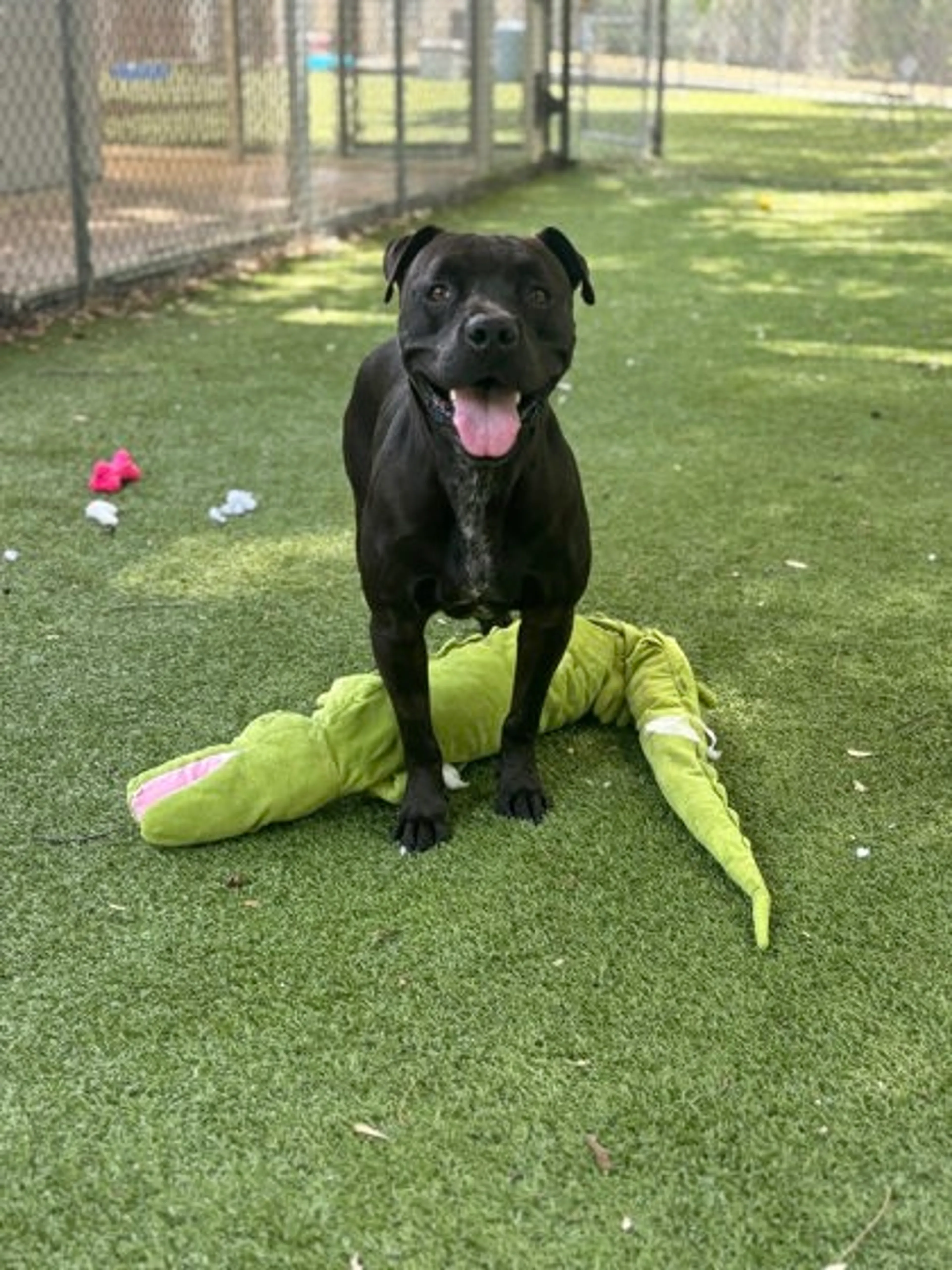 Found pet