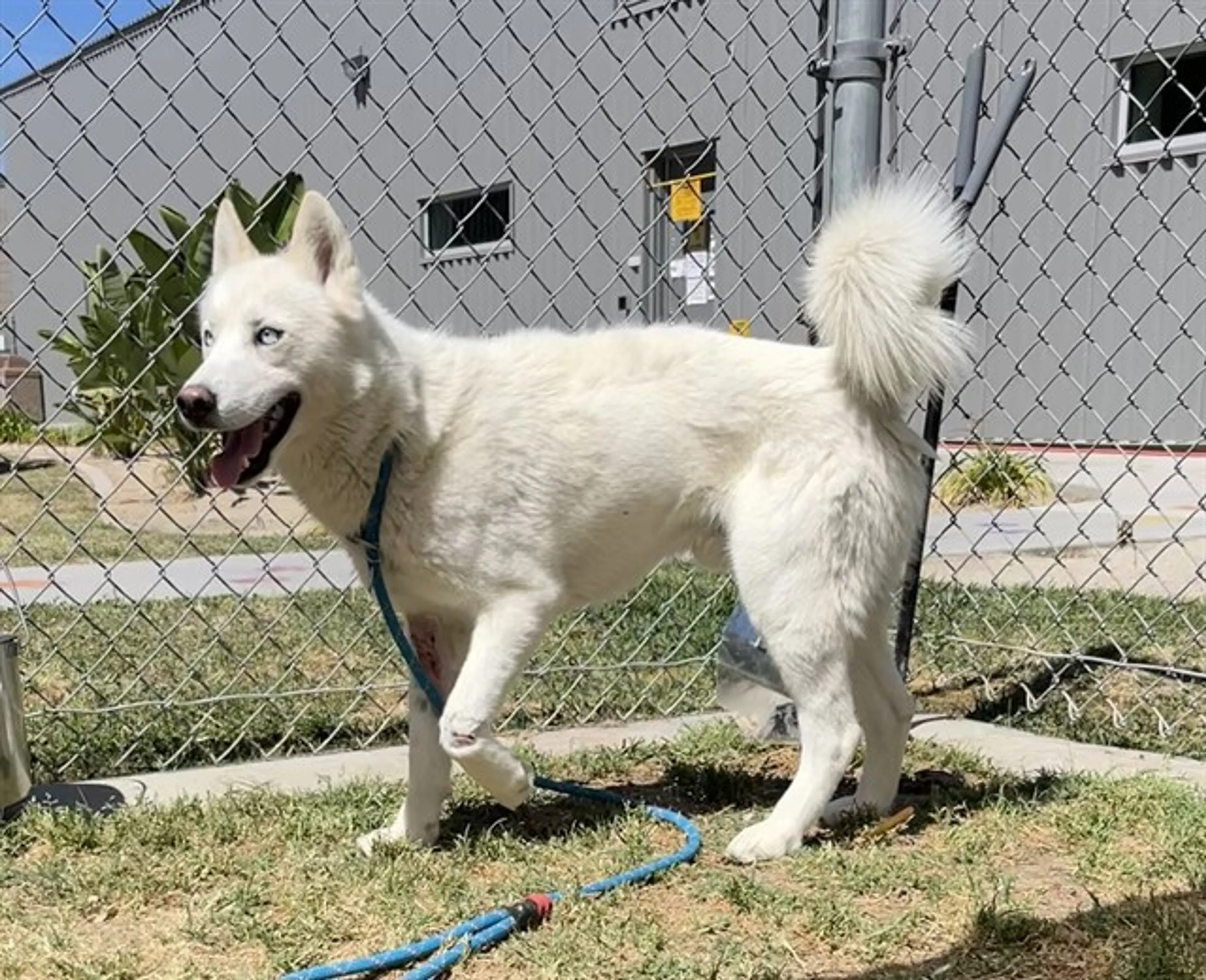 Found pet