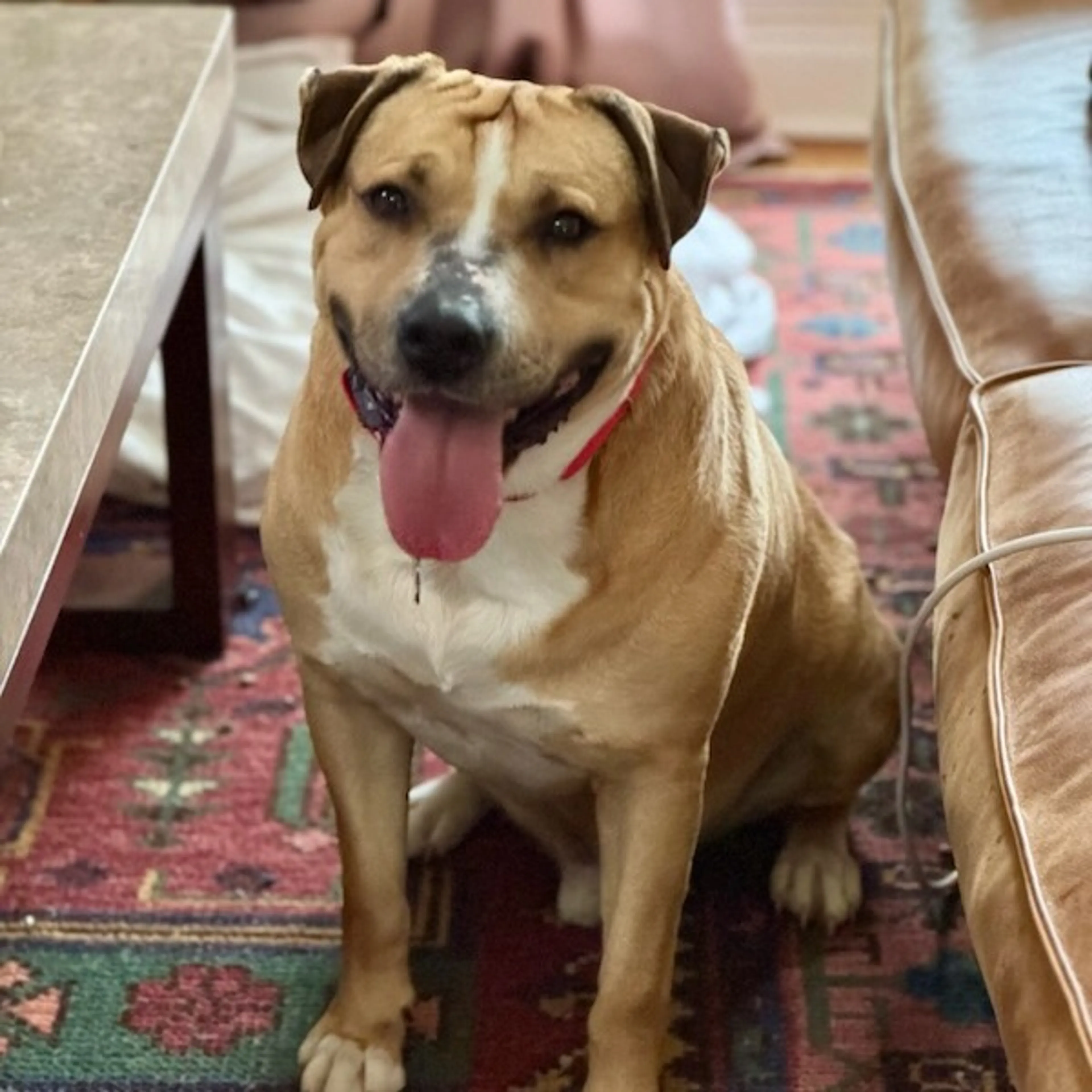 Found pet-12