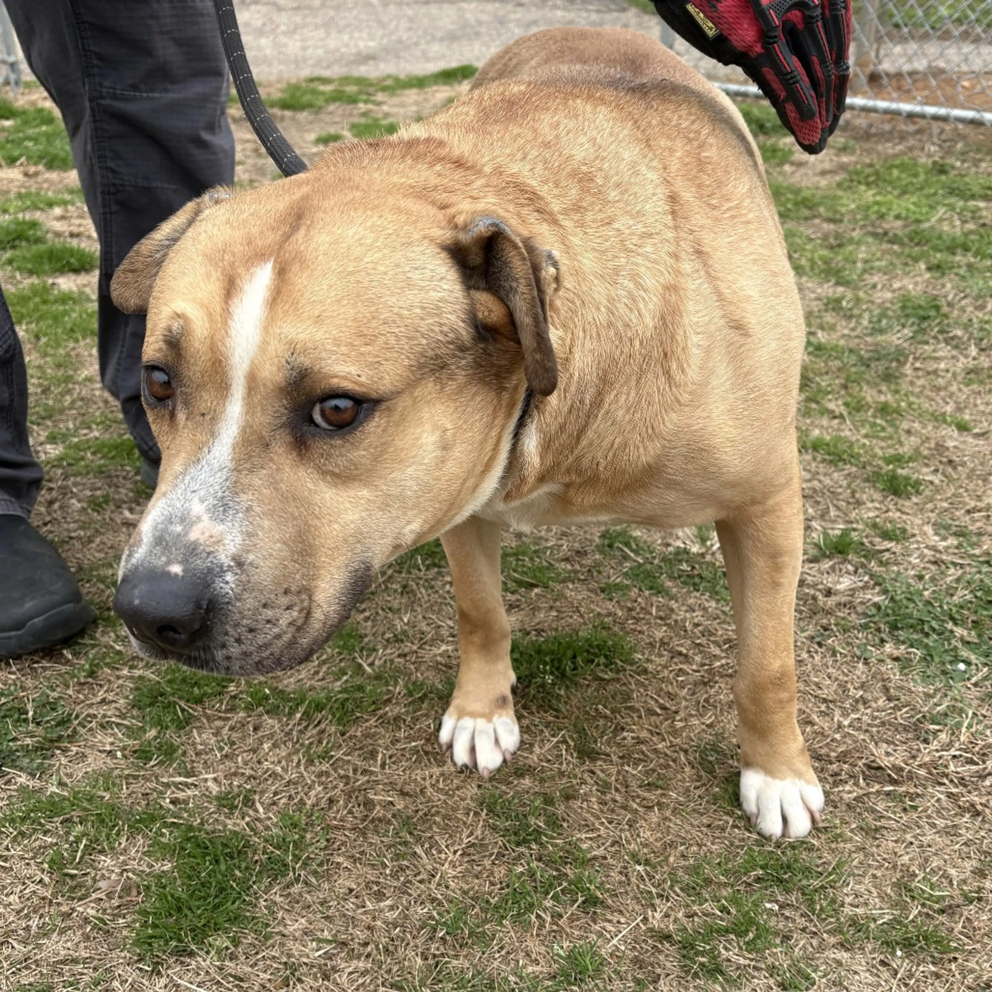 Found pet-4