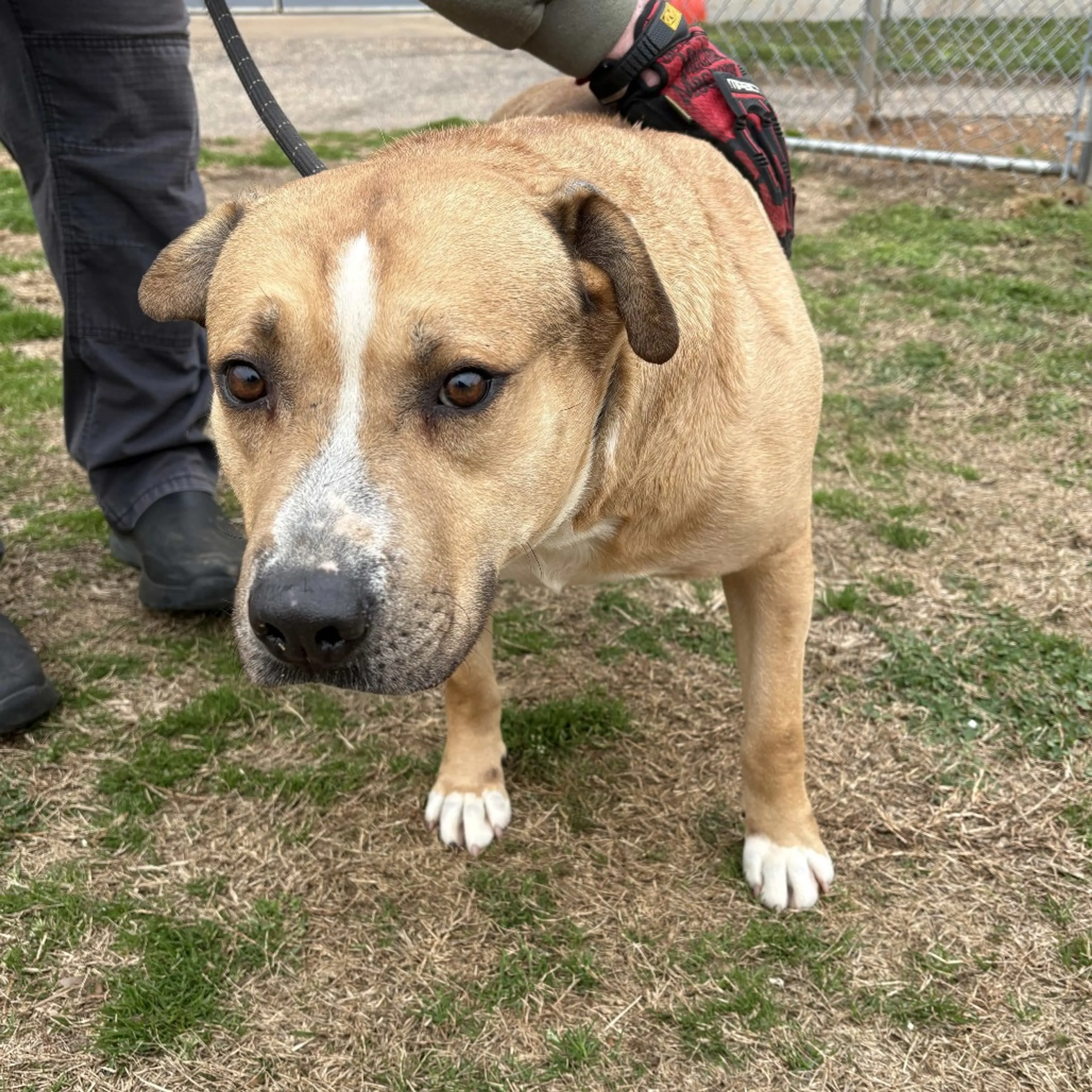Found pet-3