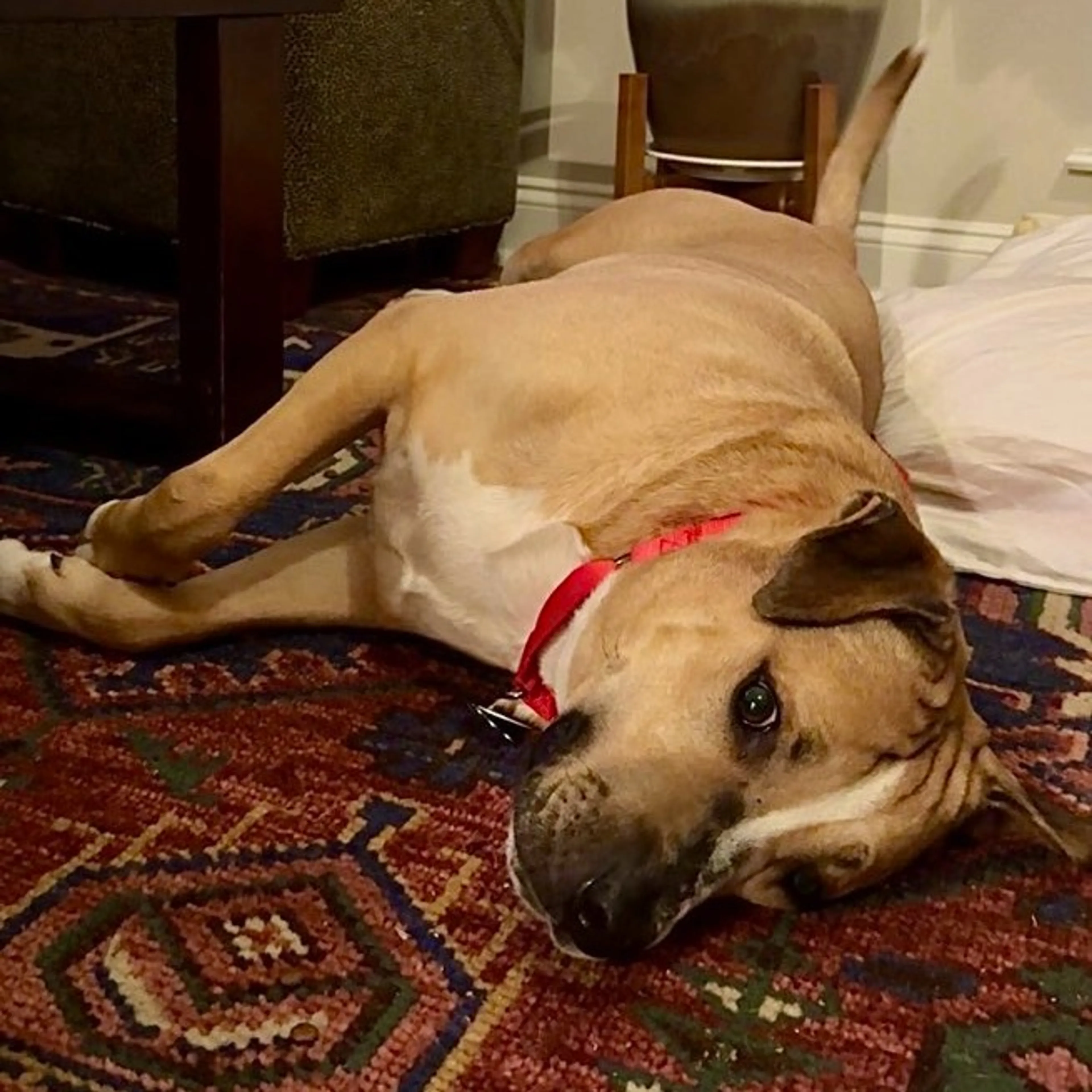 Found pet-9