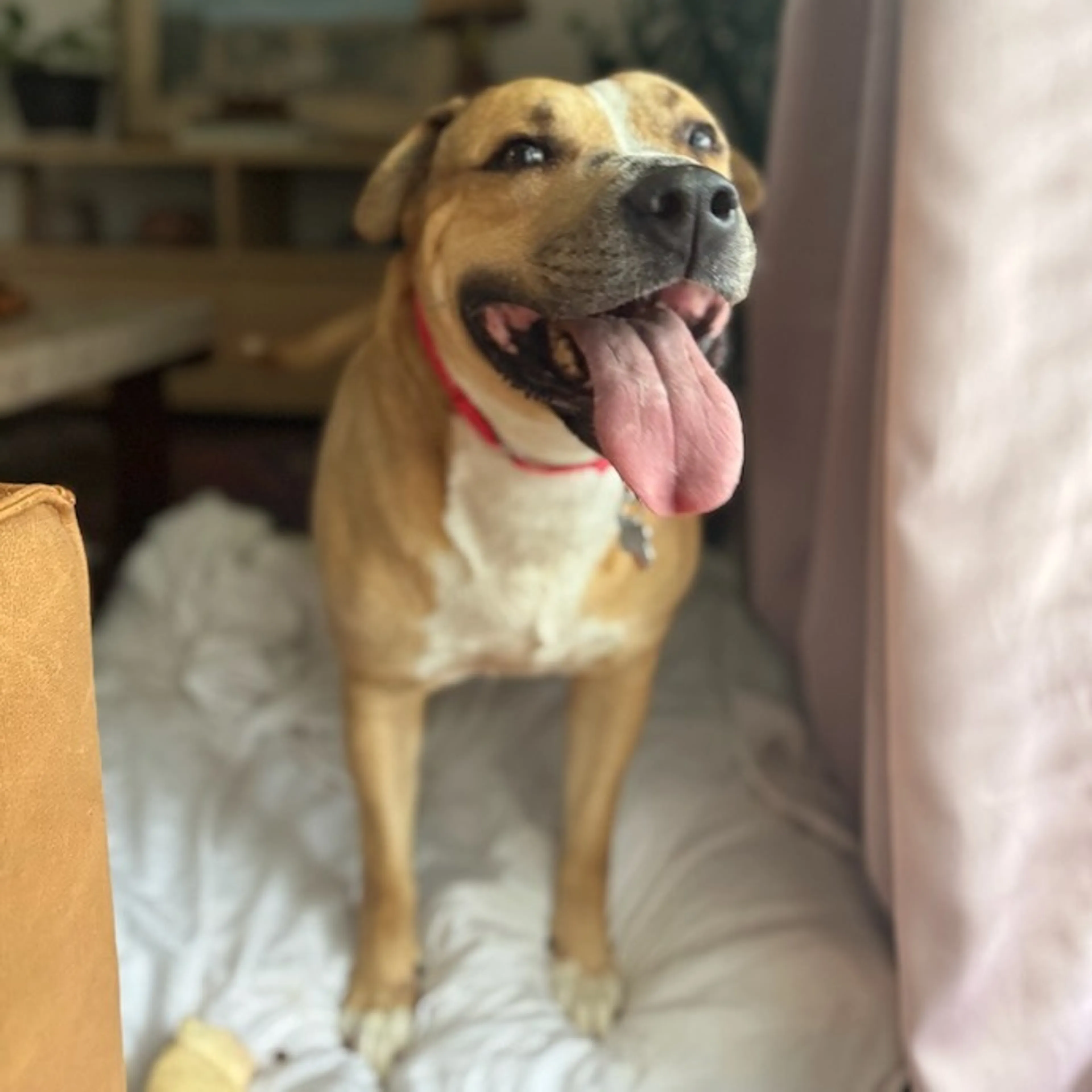 Found pet-8
