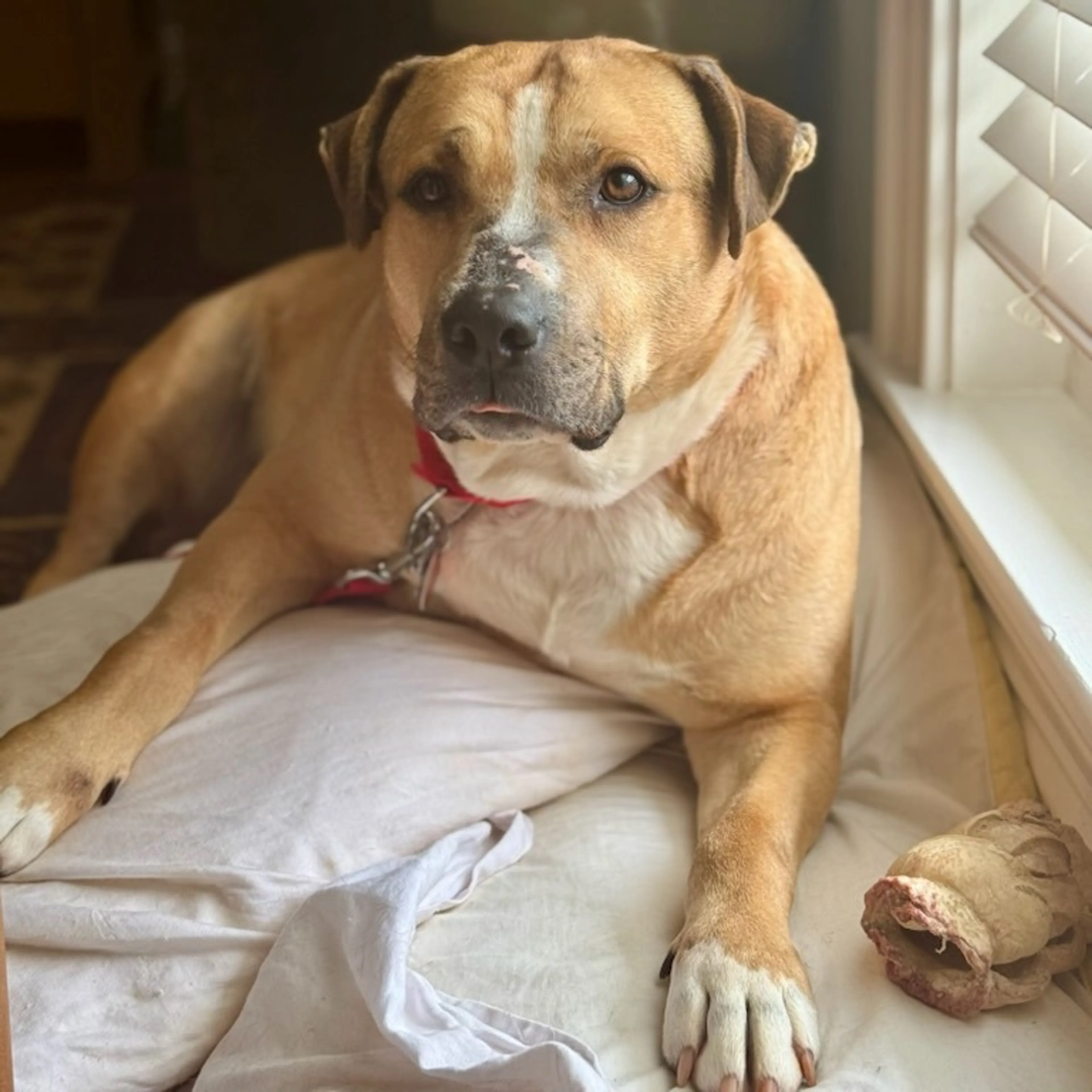 Found pet-11