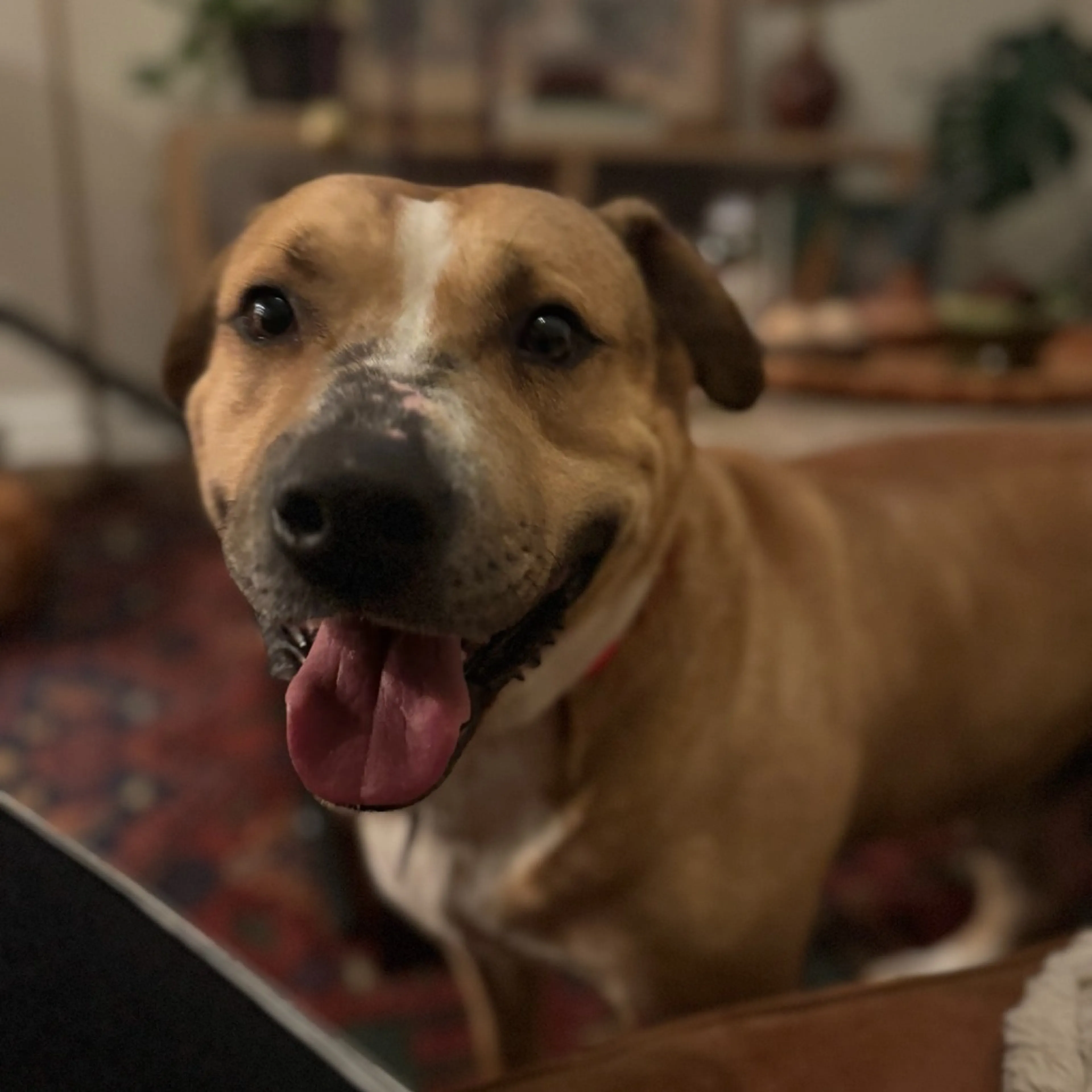 Found pet-7