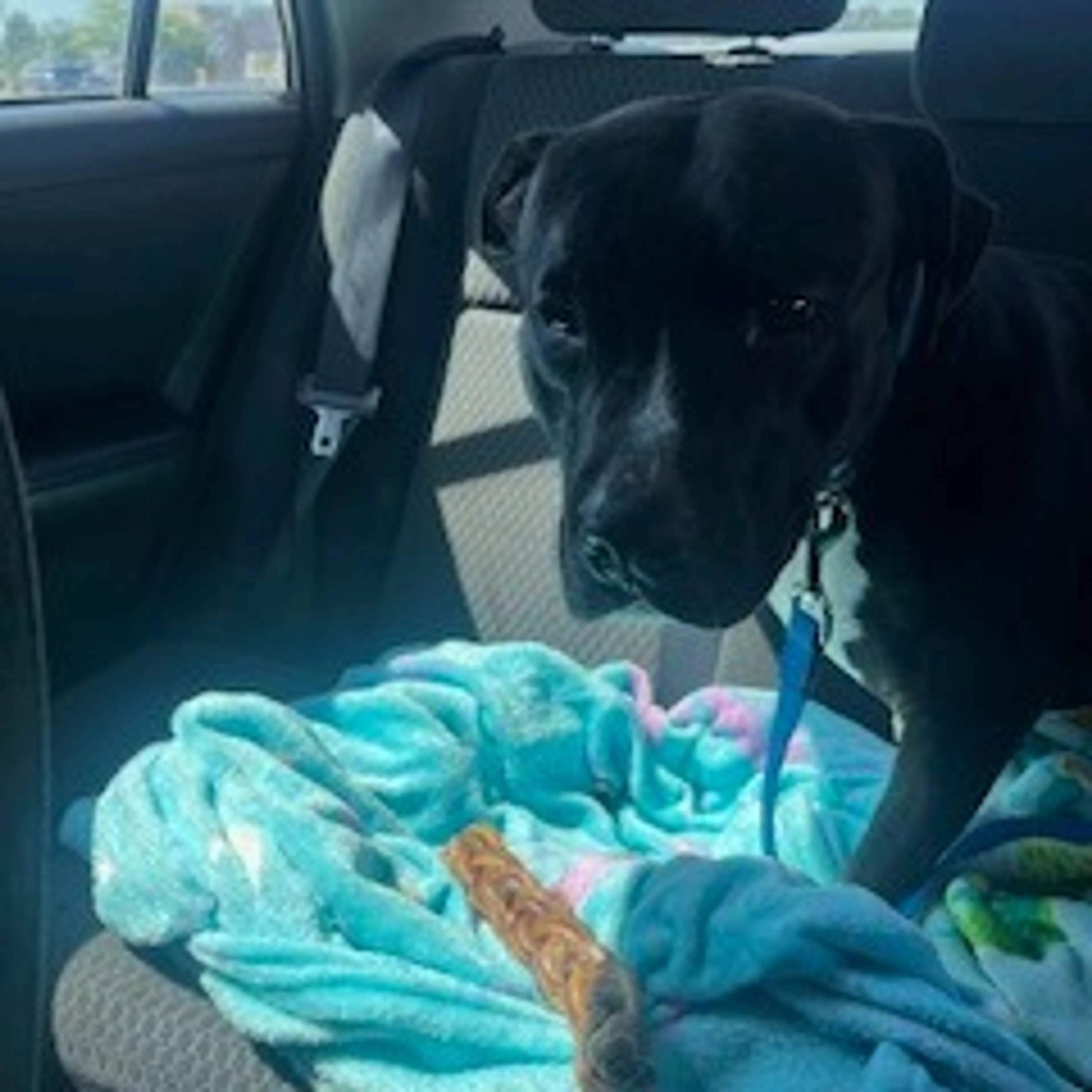 Found pet-6