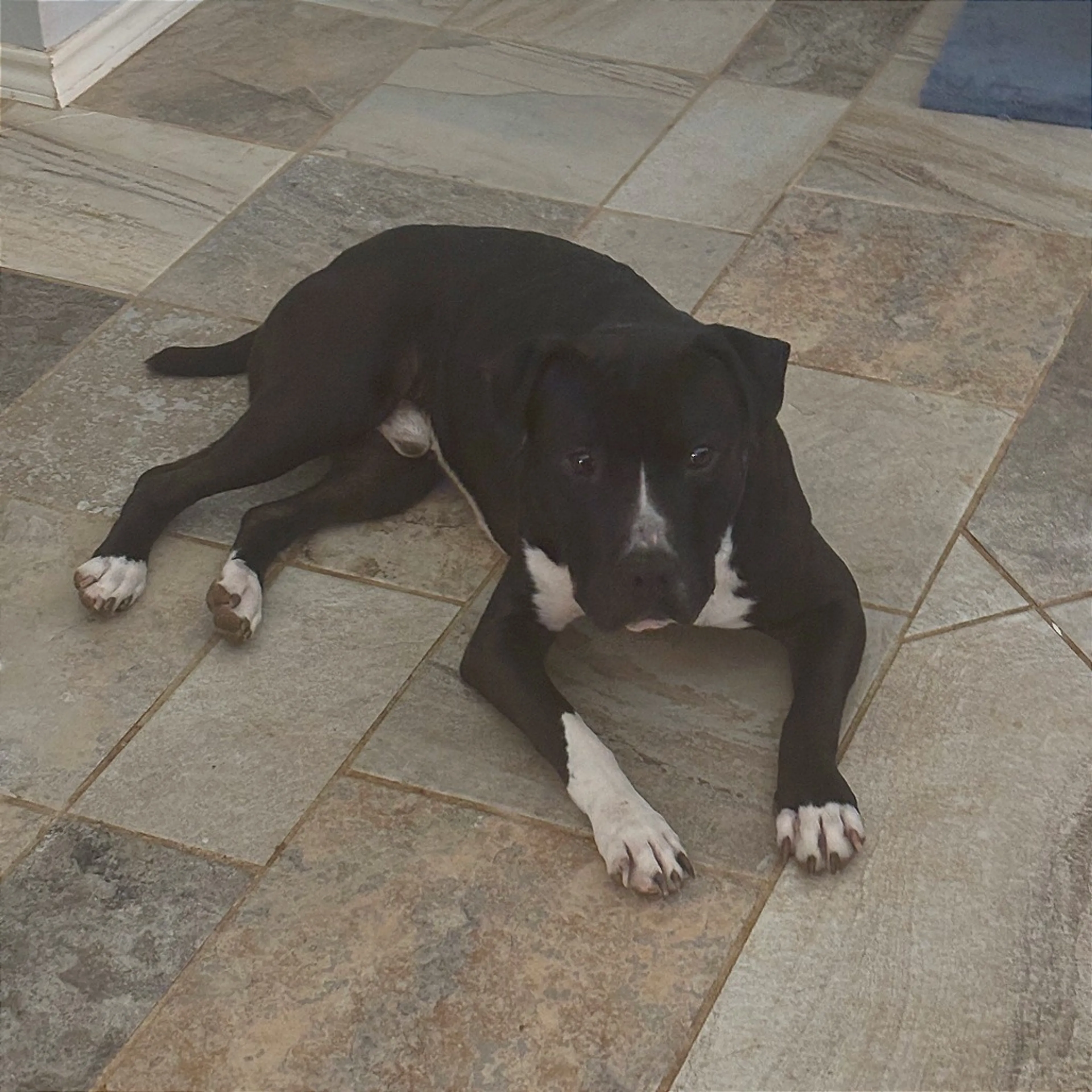 Found pet-3