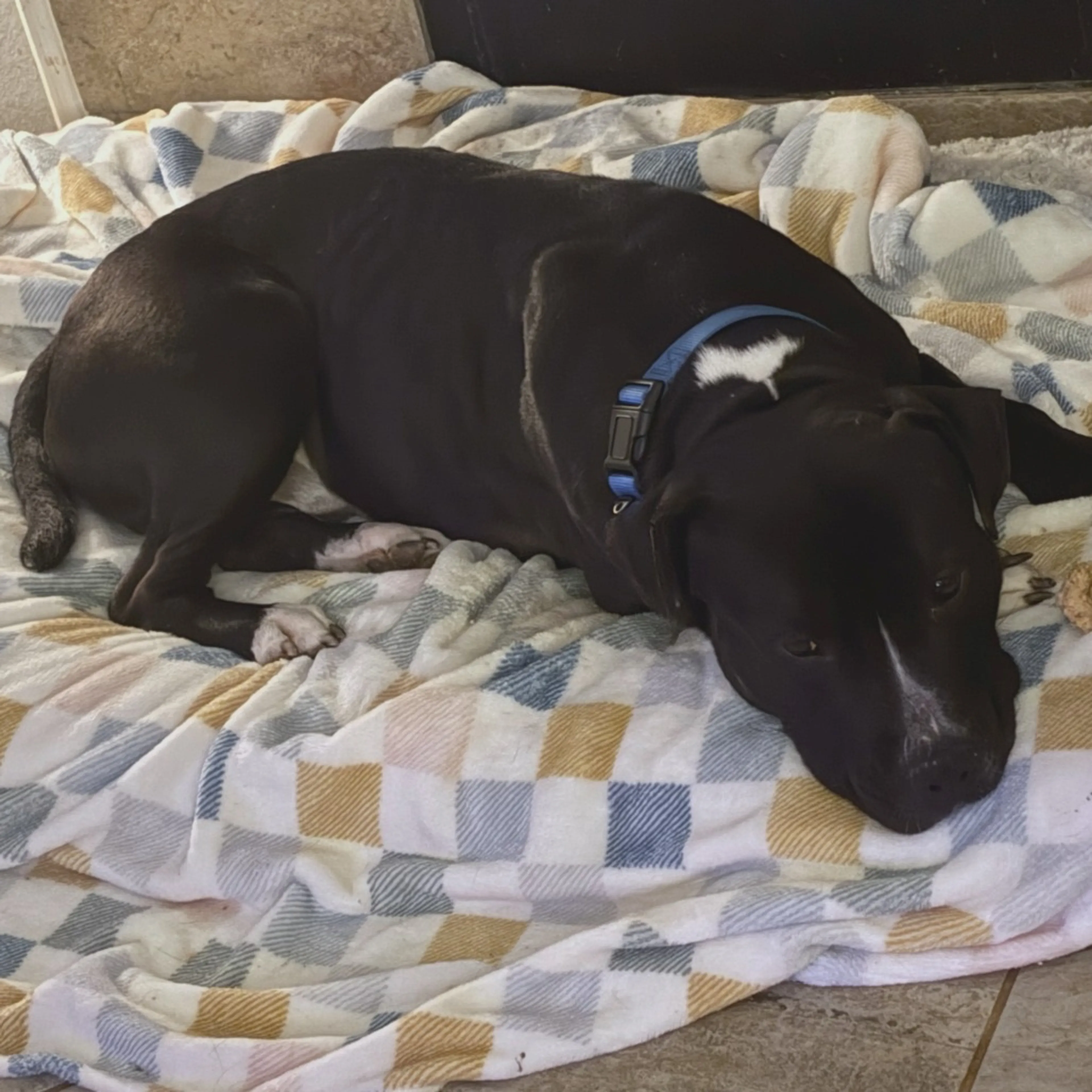 Found pet-2