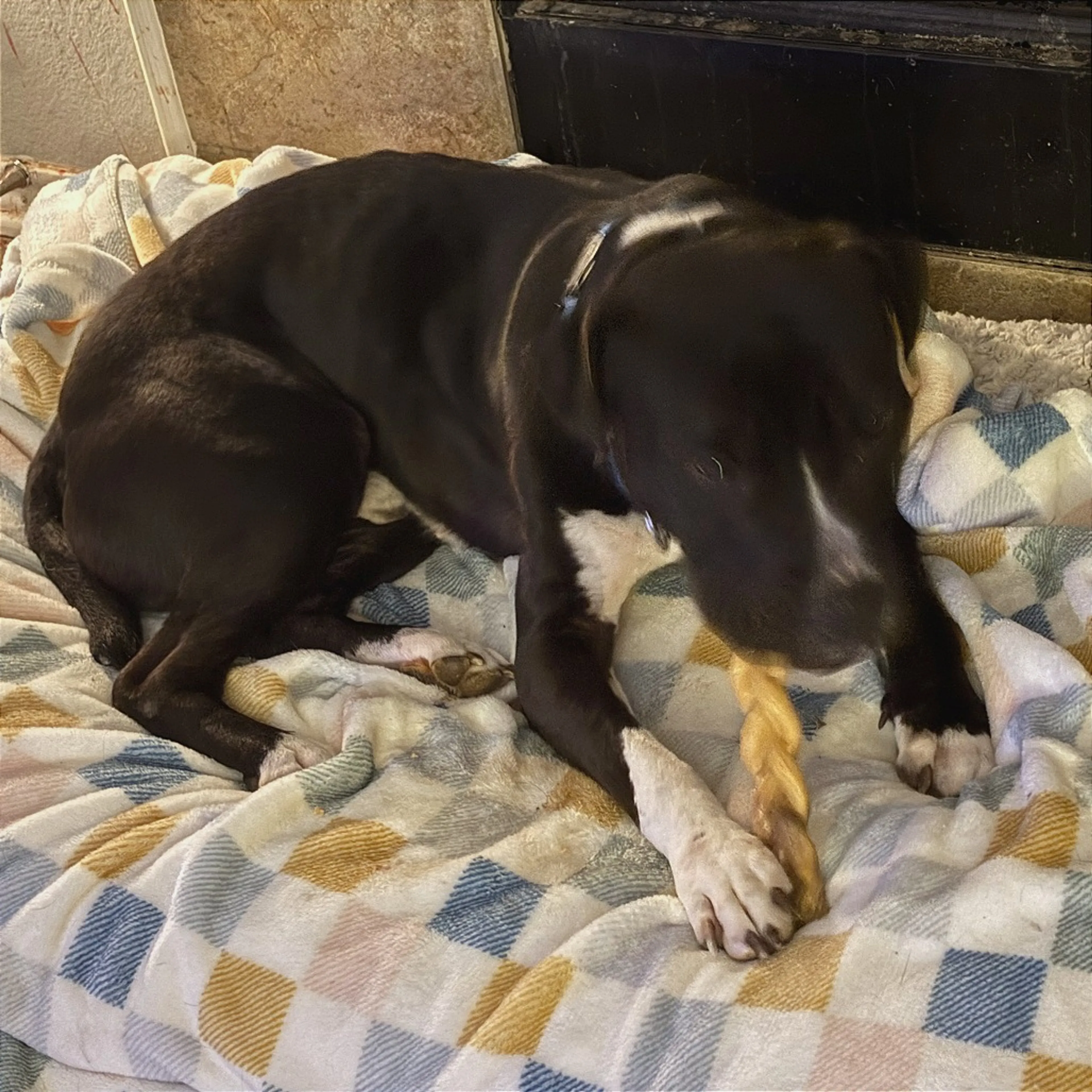 Found pet-1