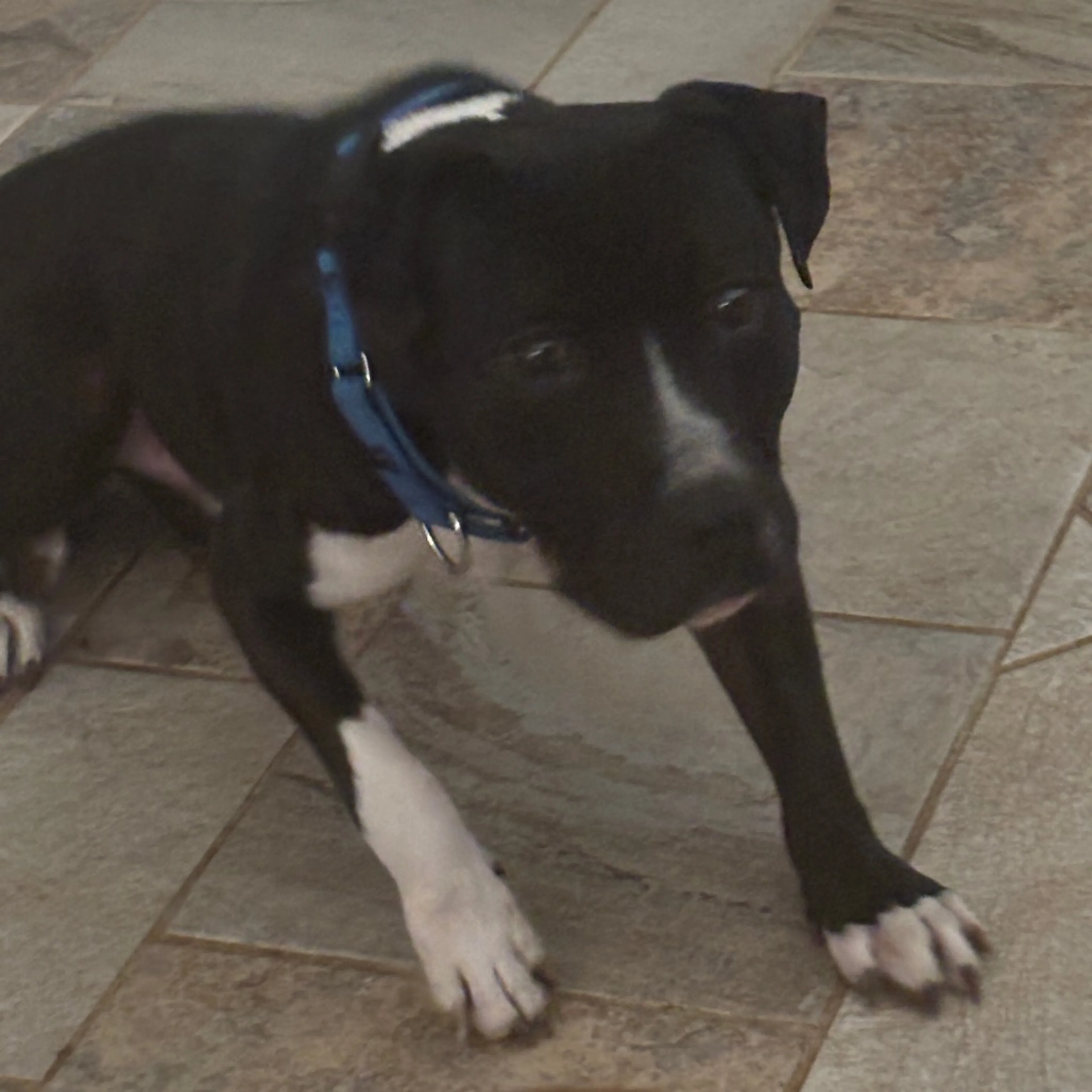 Found pet-4