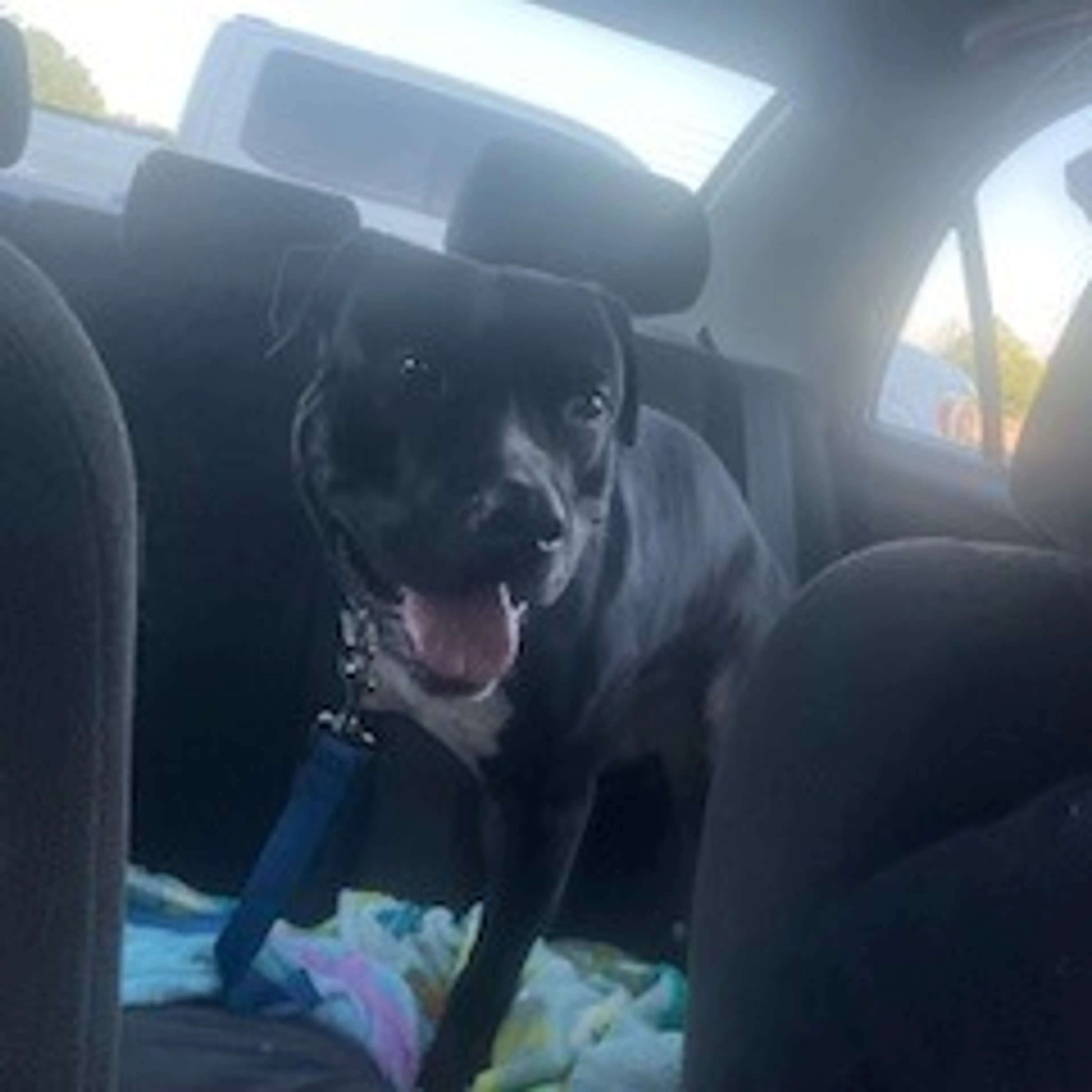 Found pet-5
