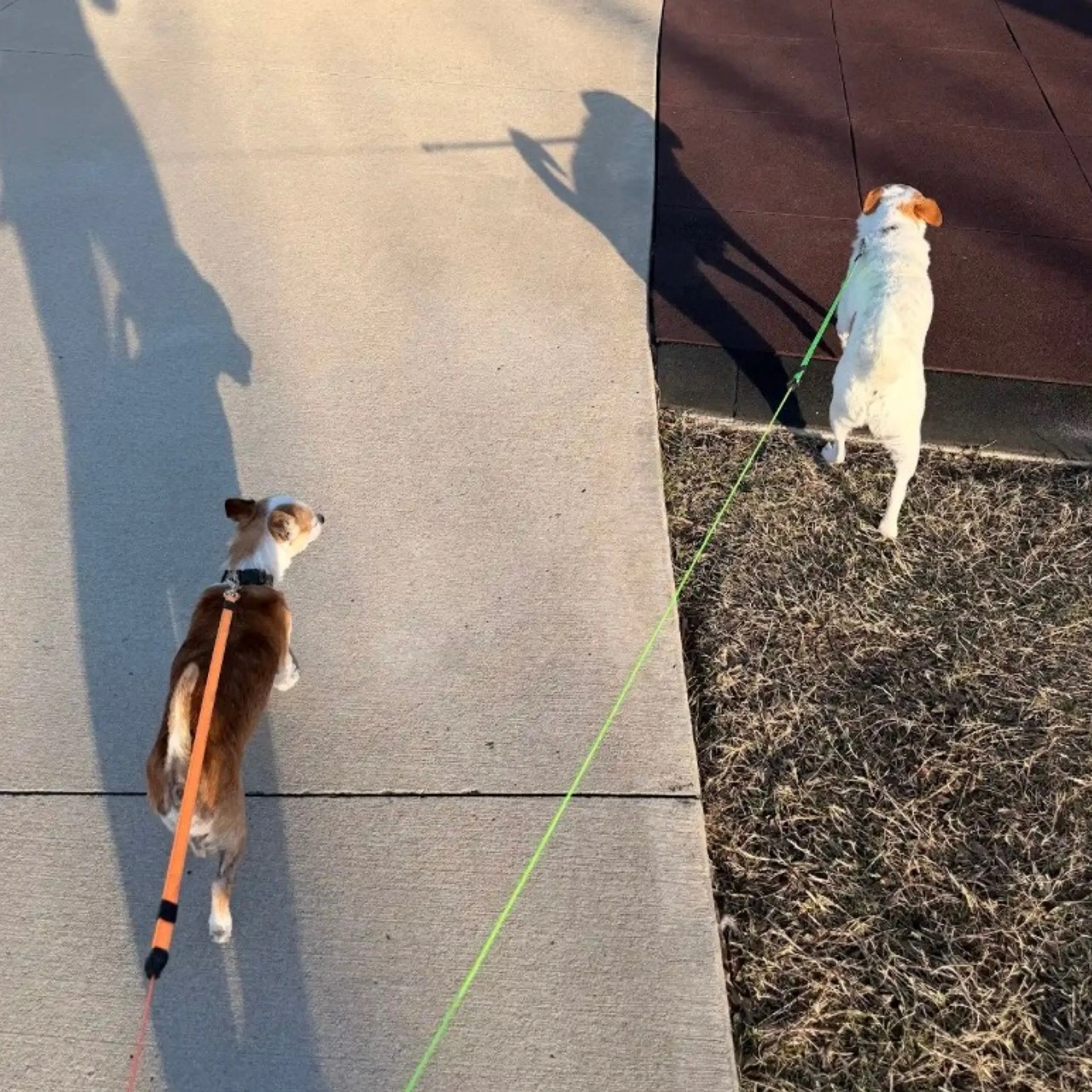 Found pet-9