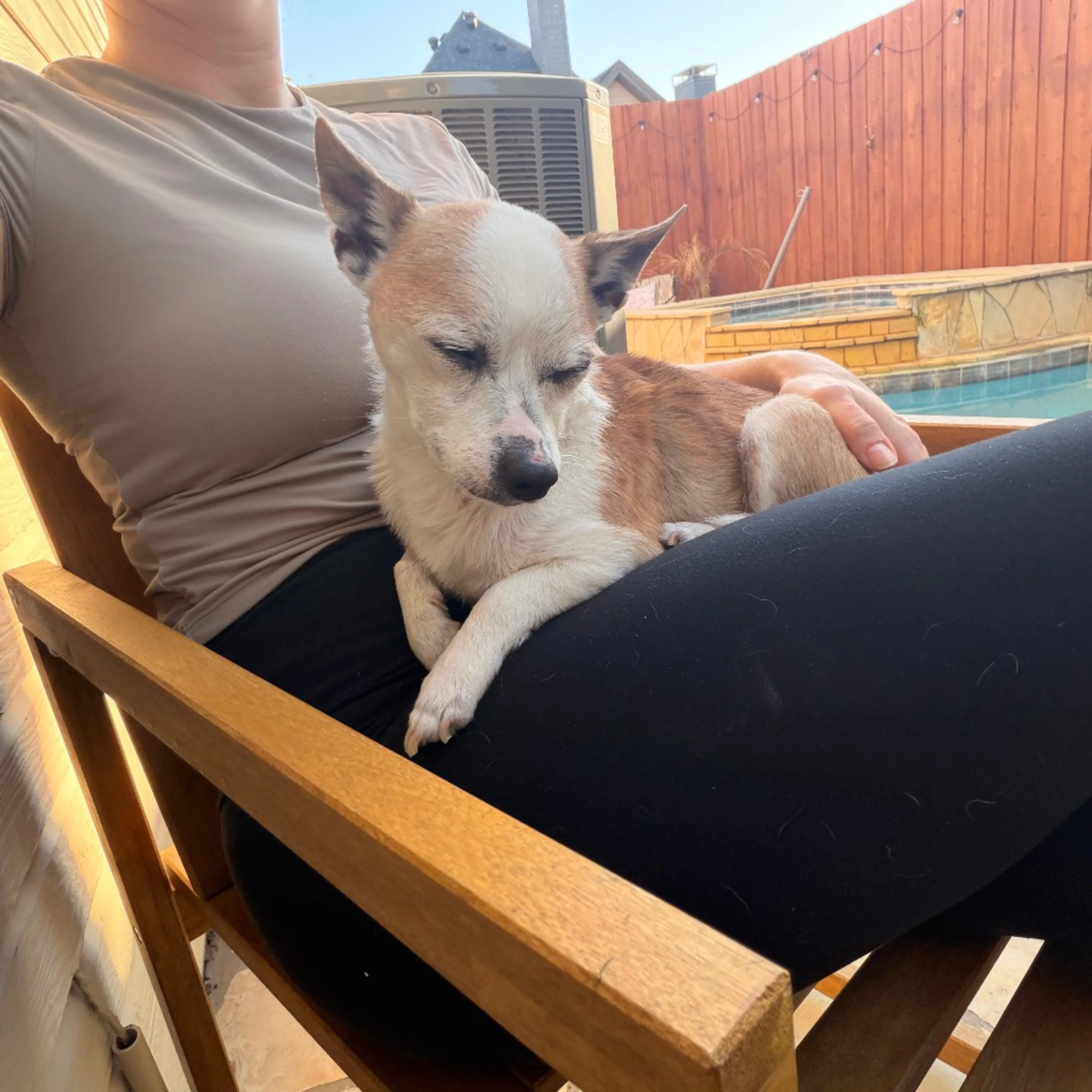 Found pet-6