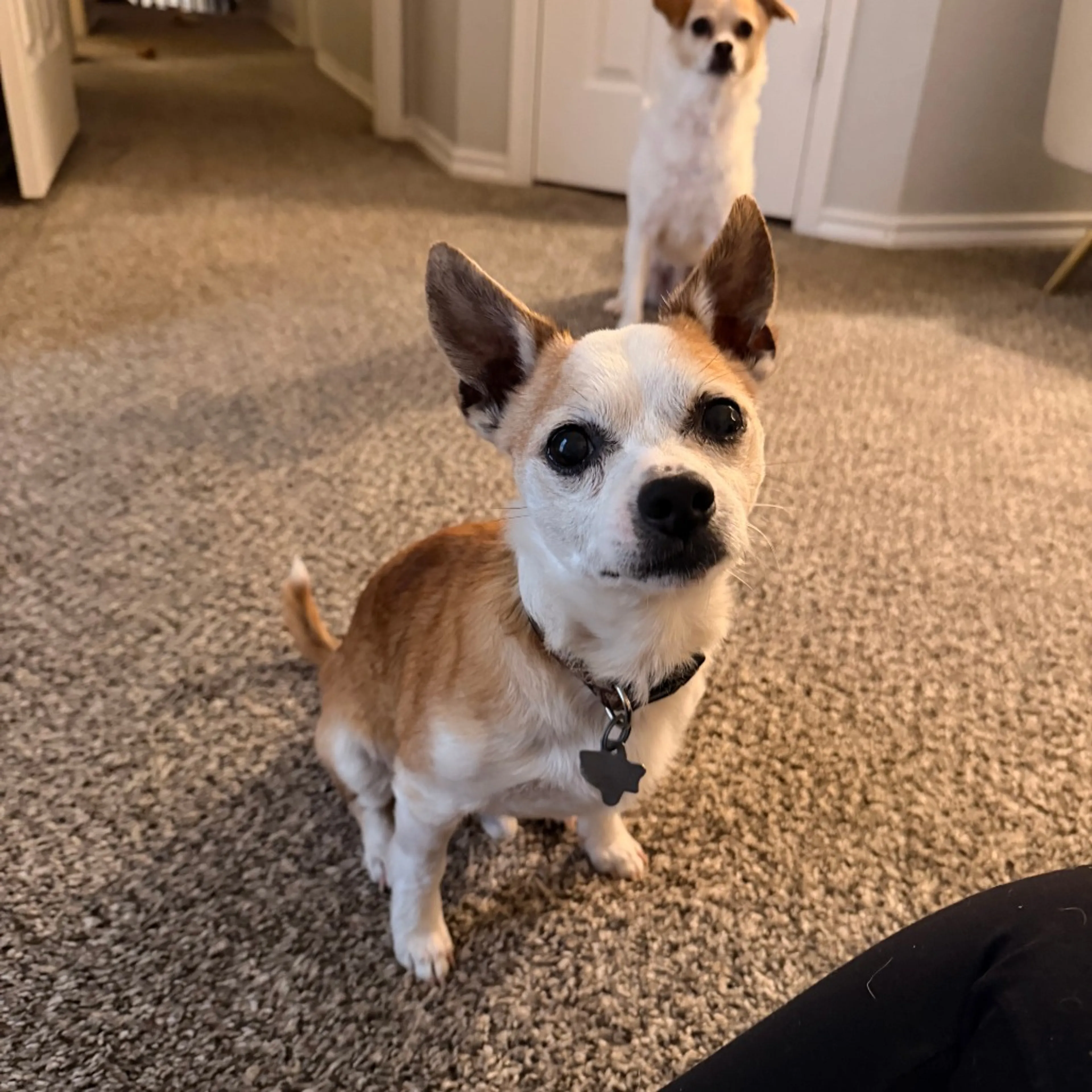 Found pet-10