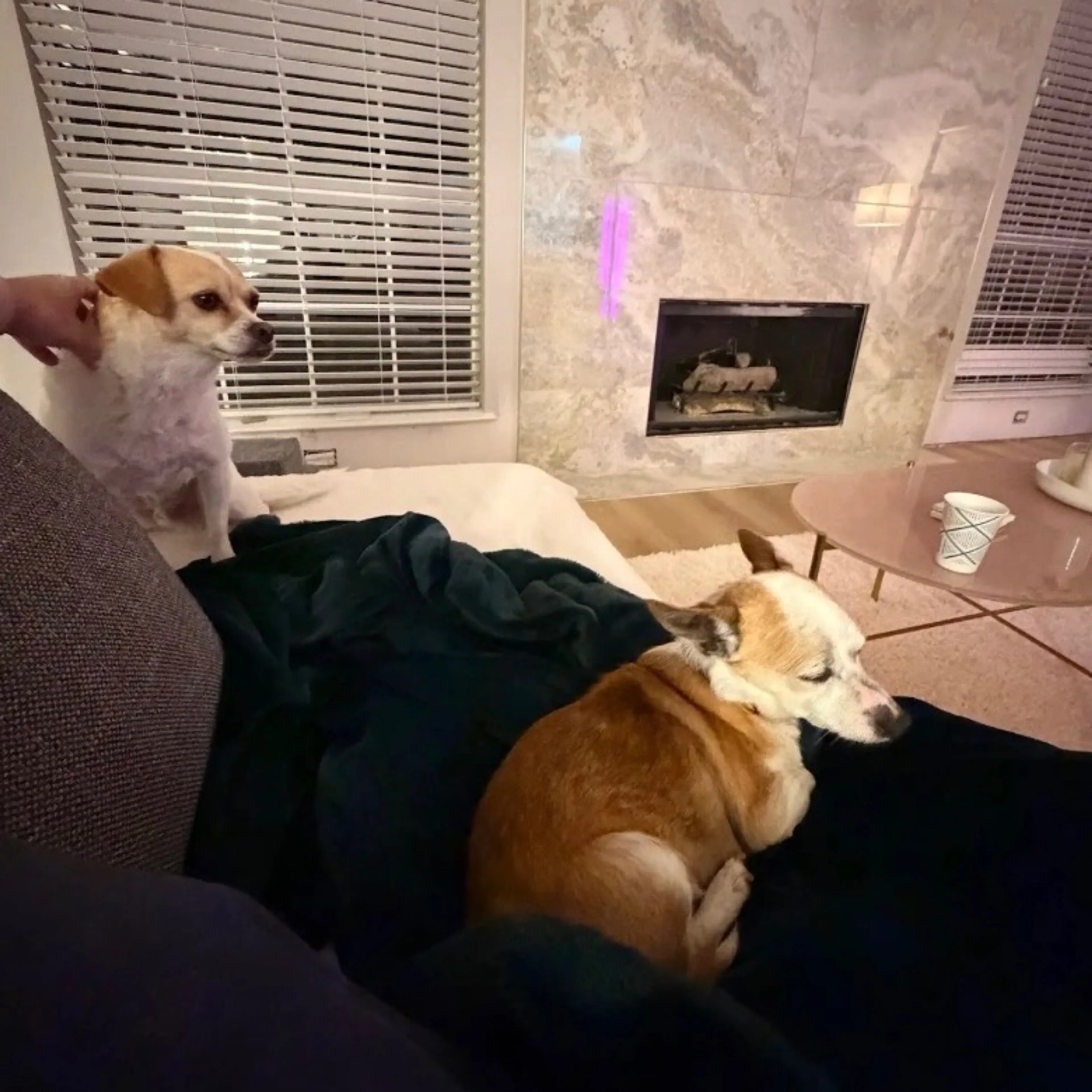 Found pet-9