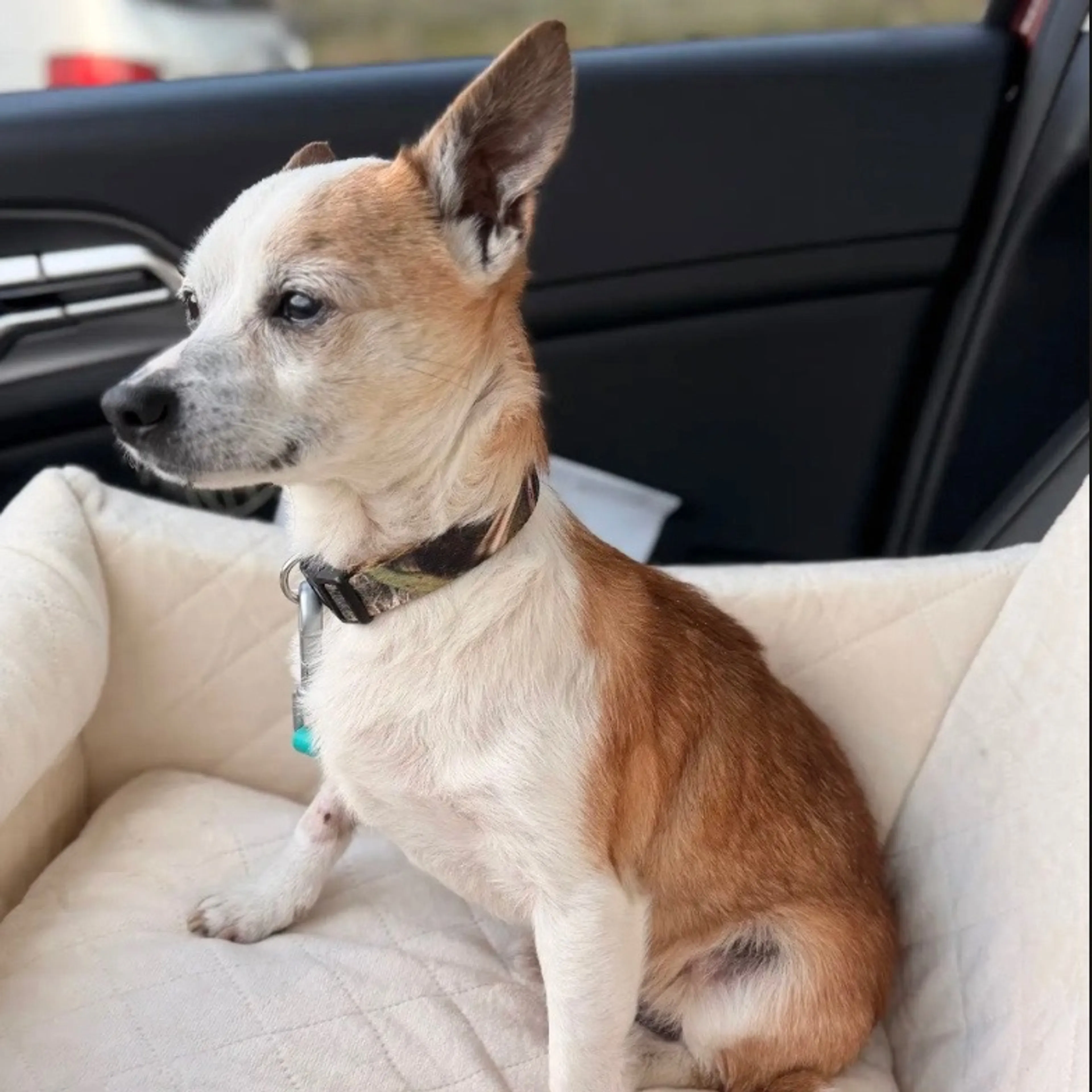 Found pet-2