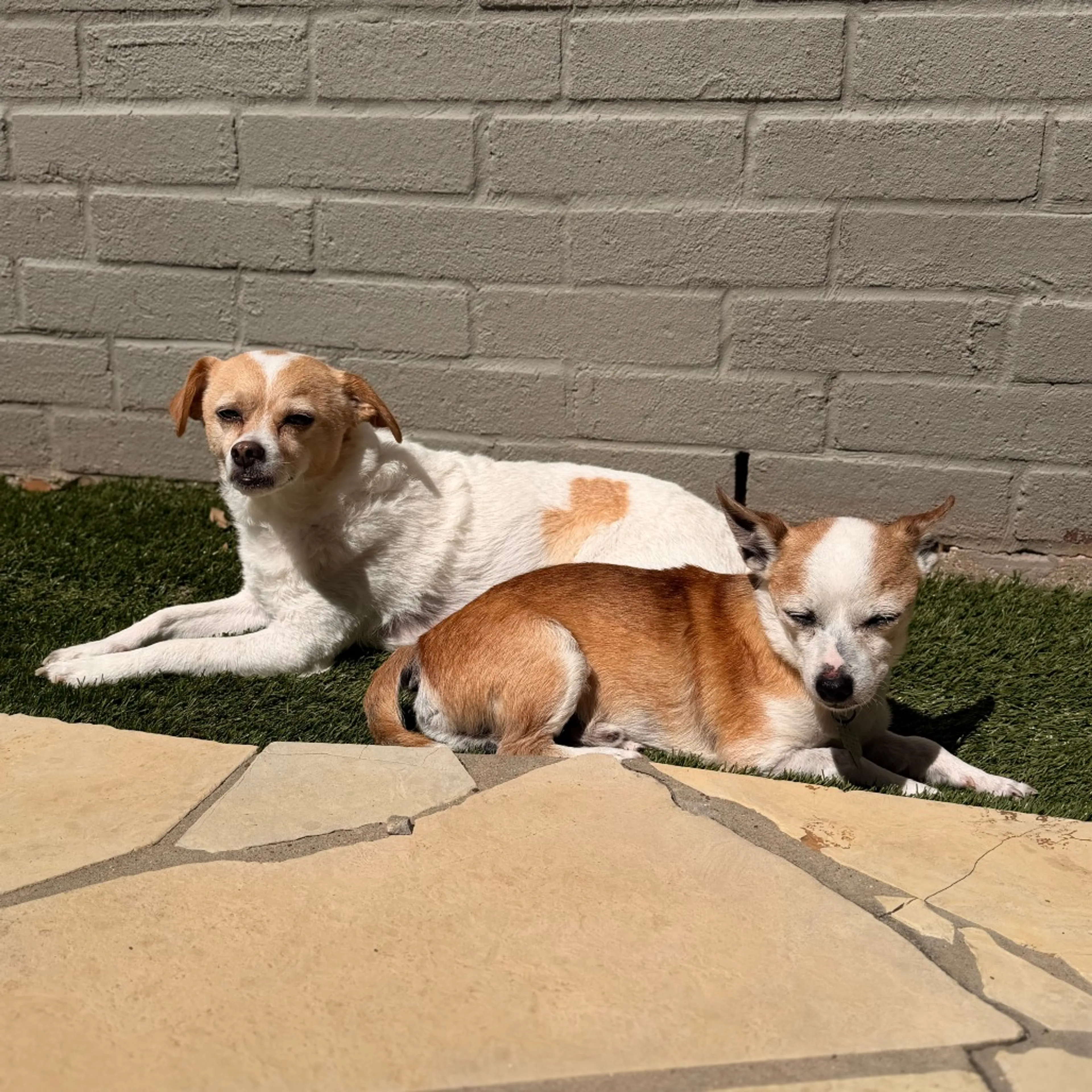 Found pet-11
