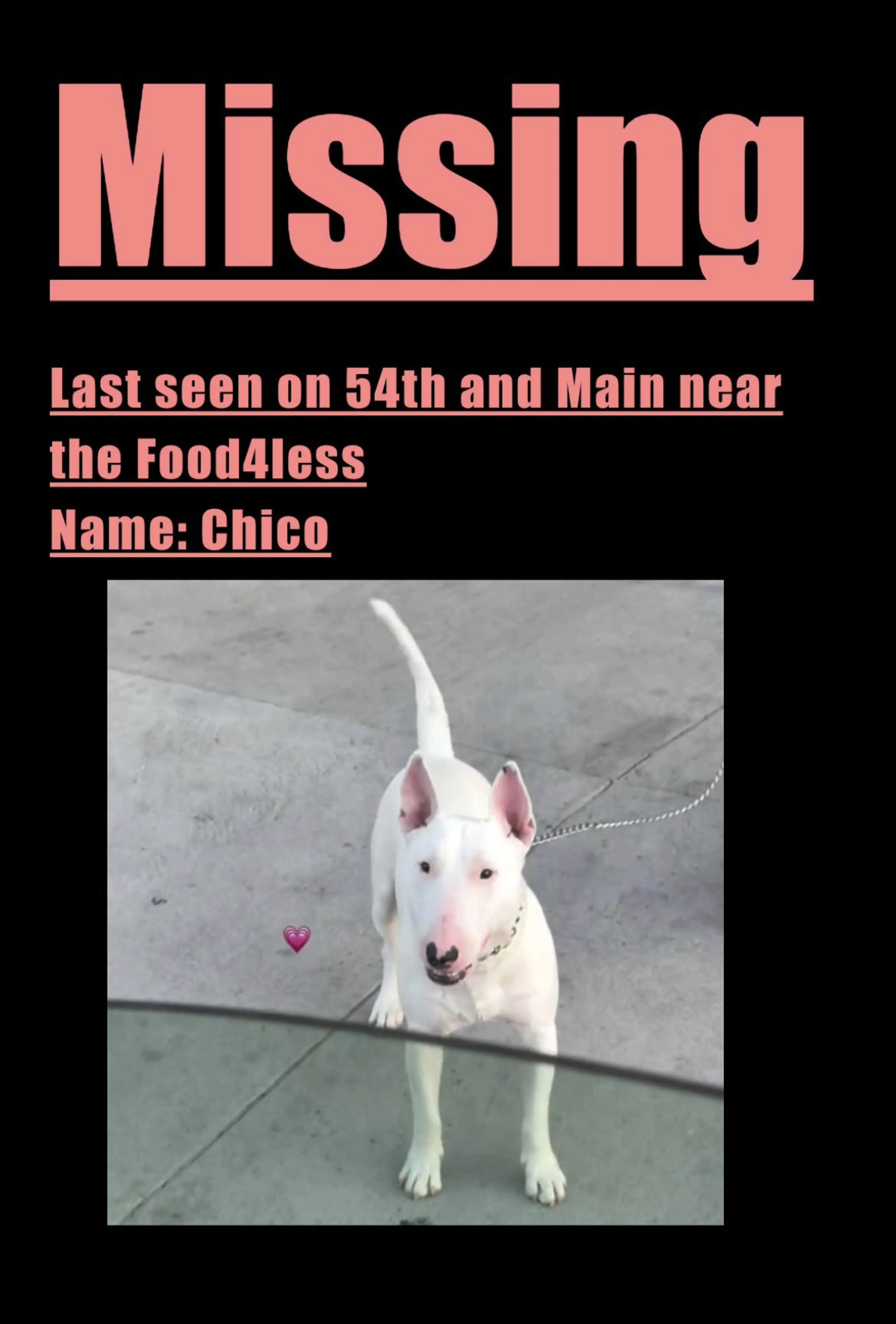Lost pet