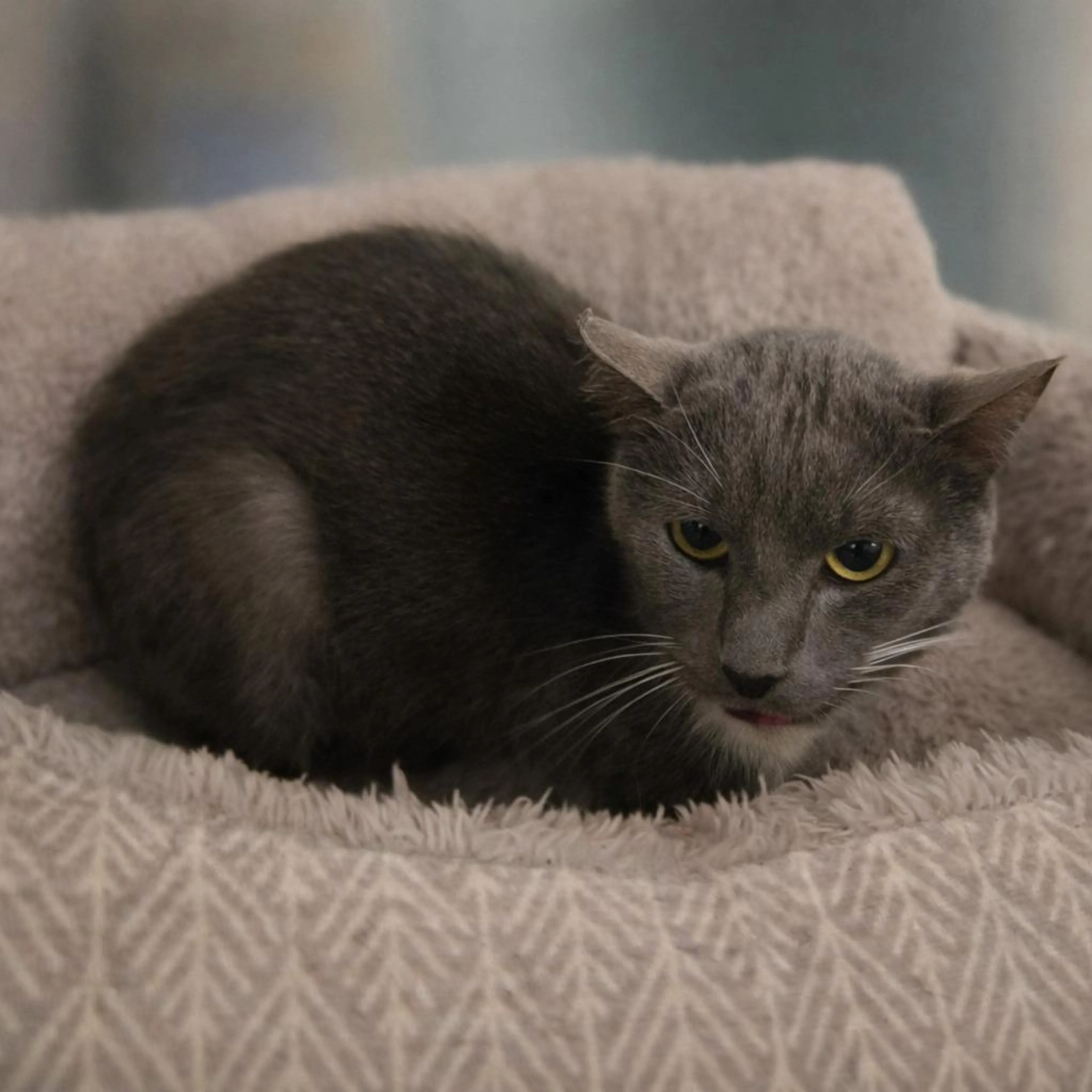 Found pet
