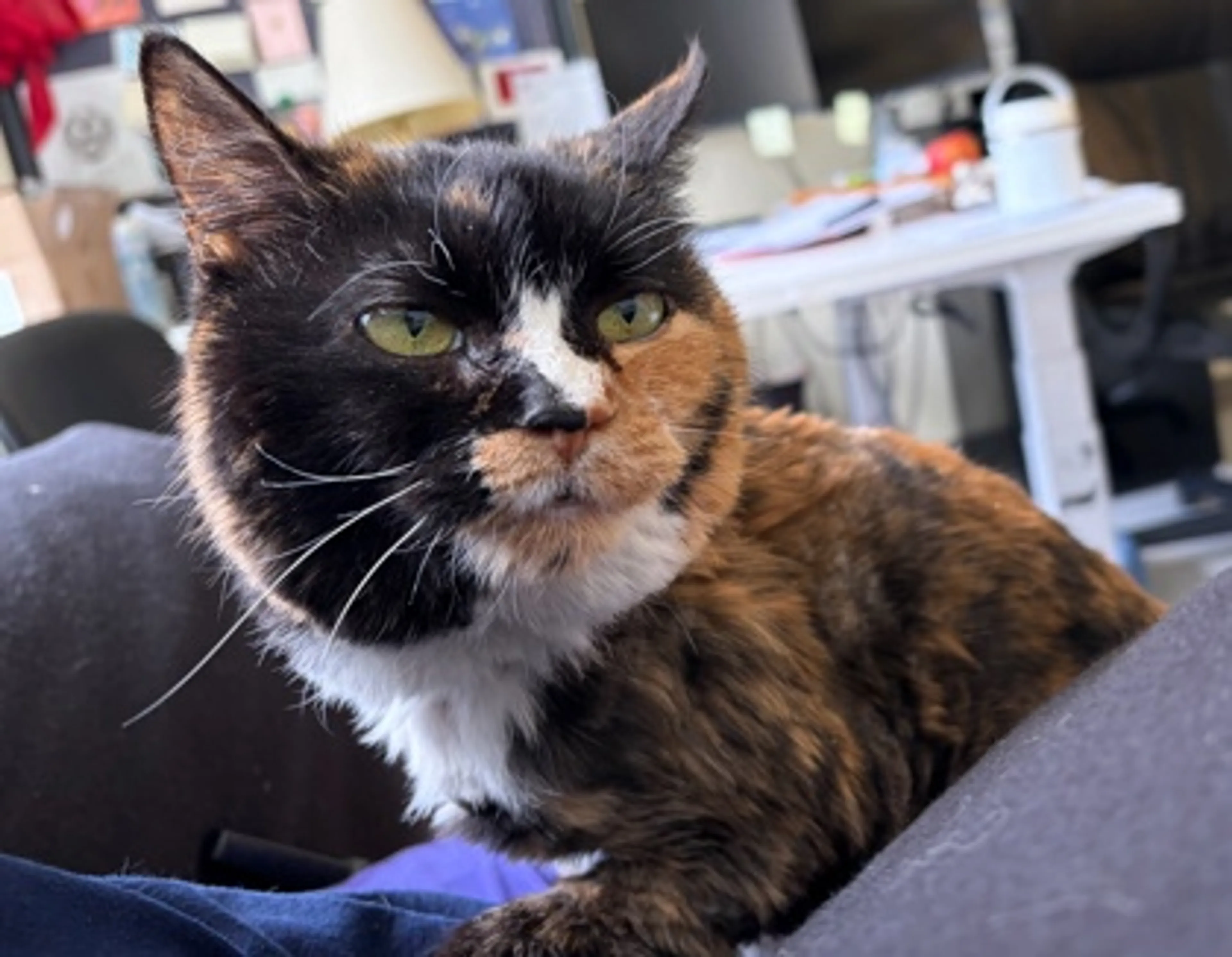 Found pet-1