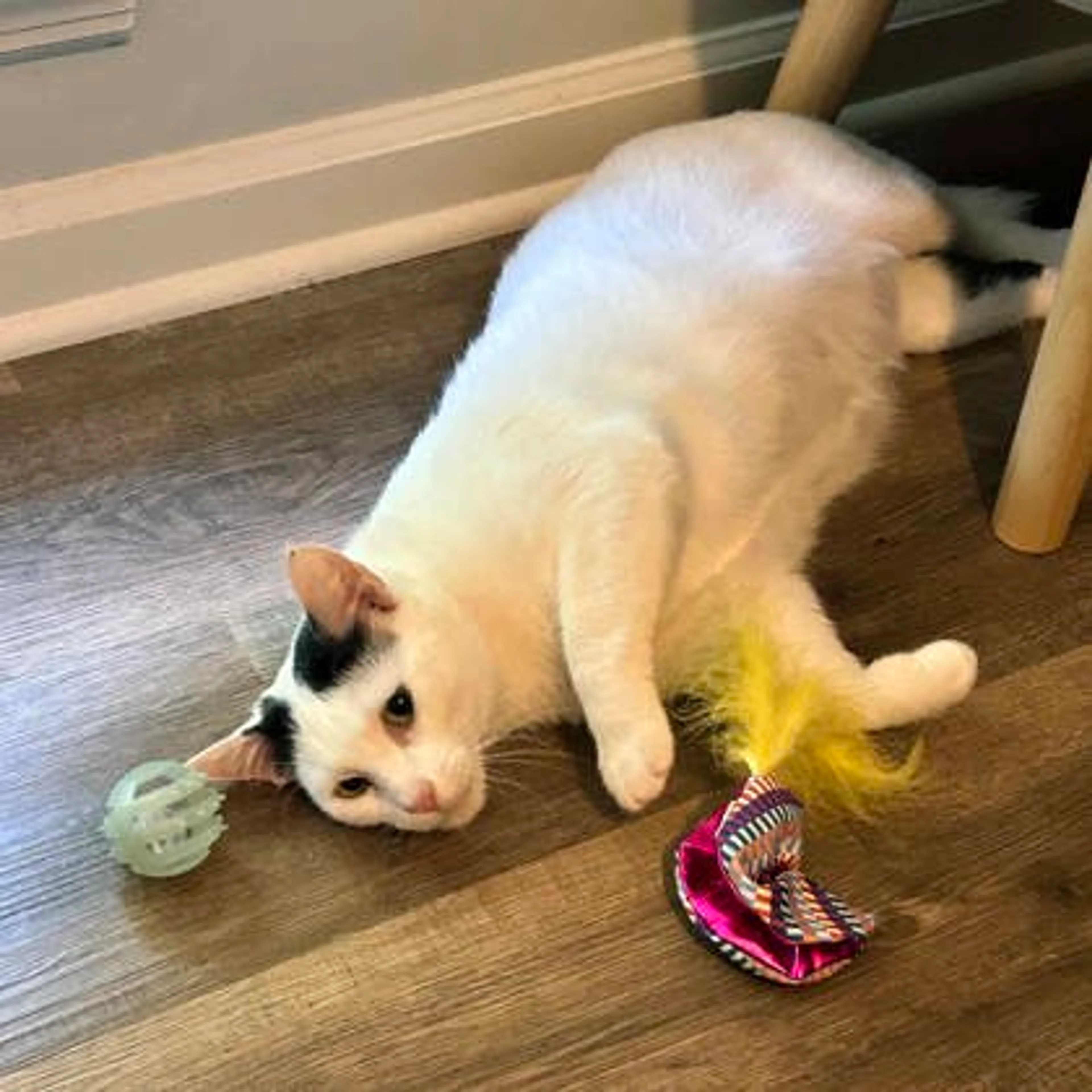 Found pet-1