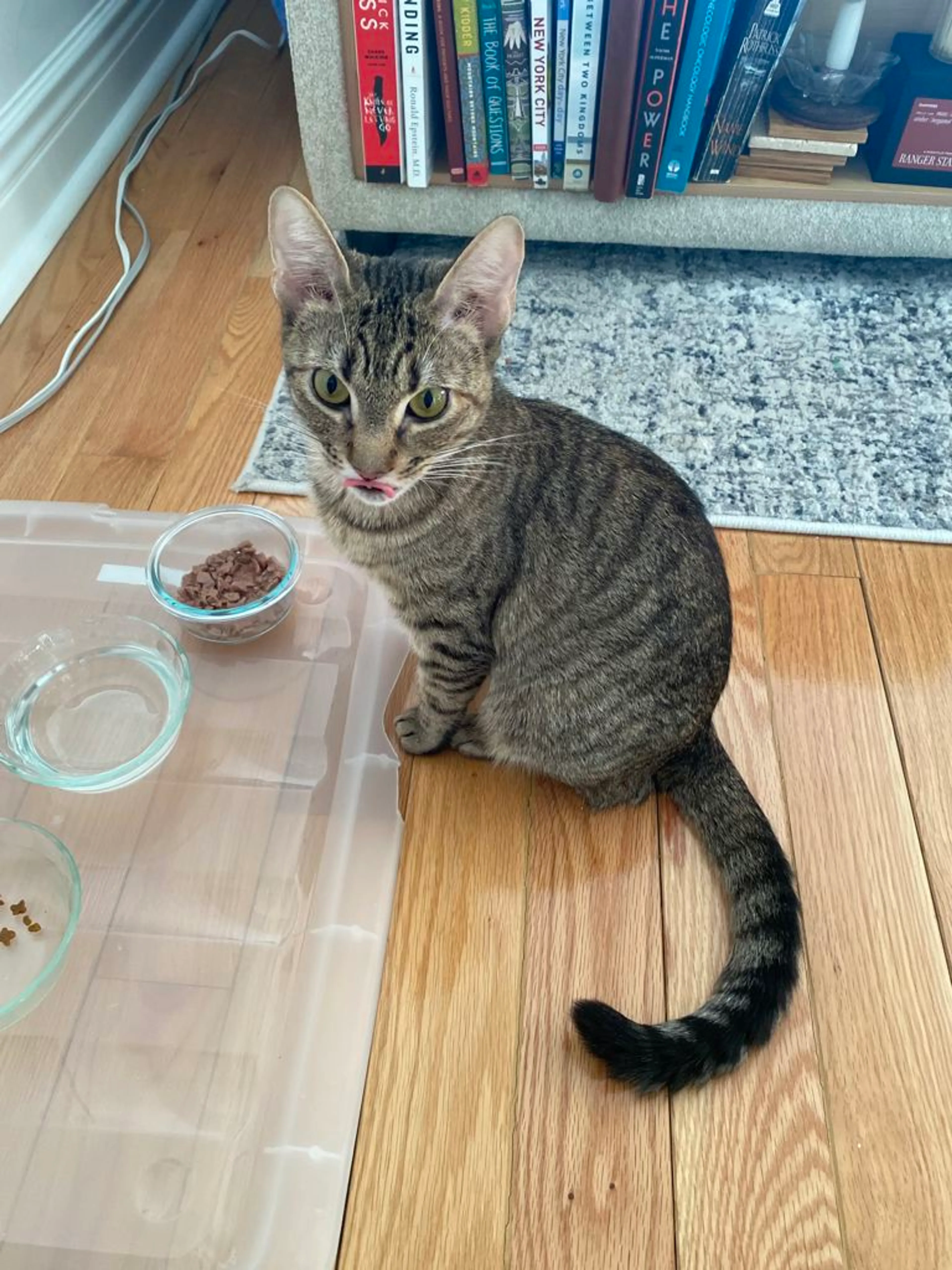 Found pet