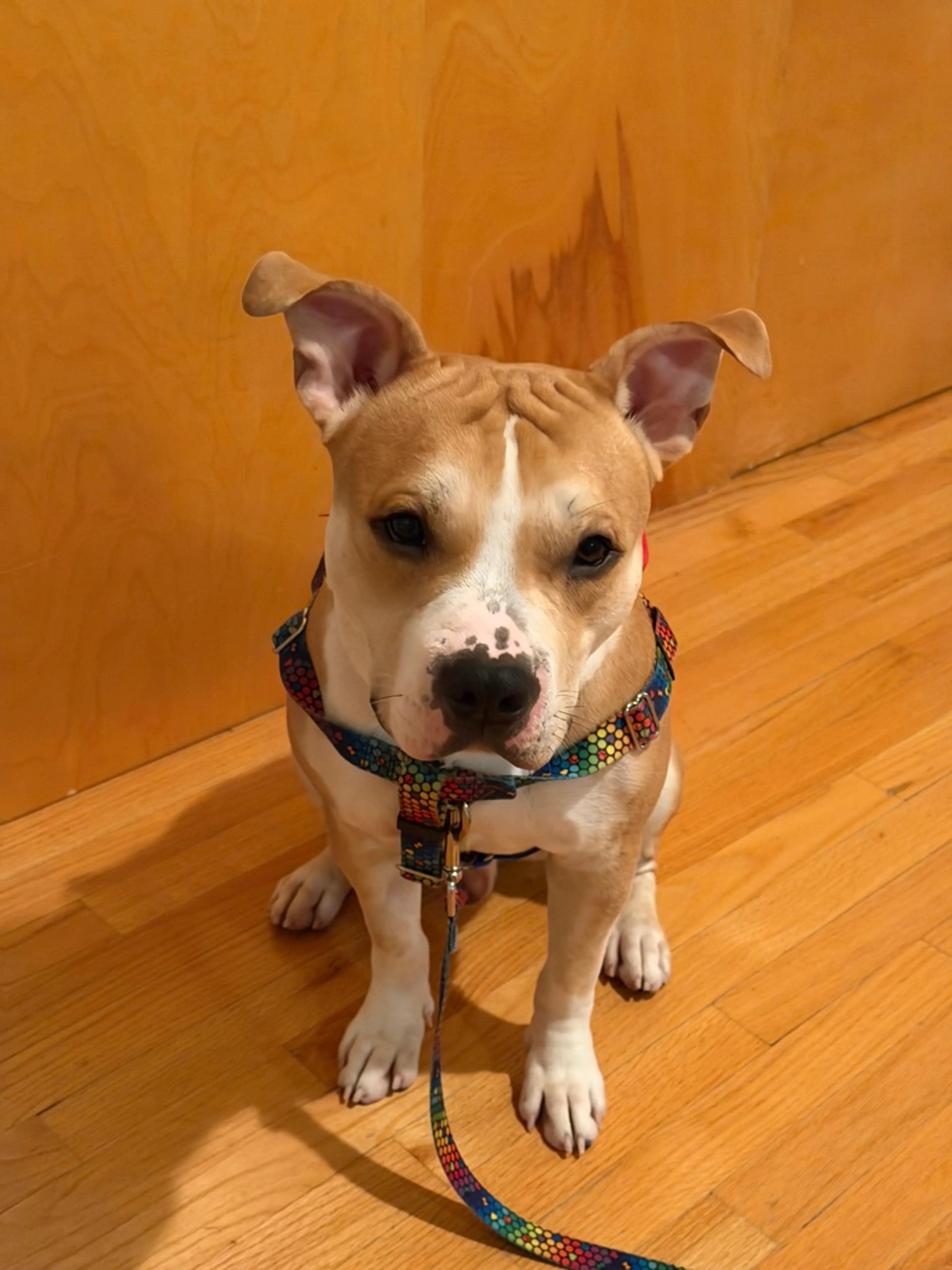 Found pet-2