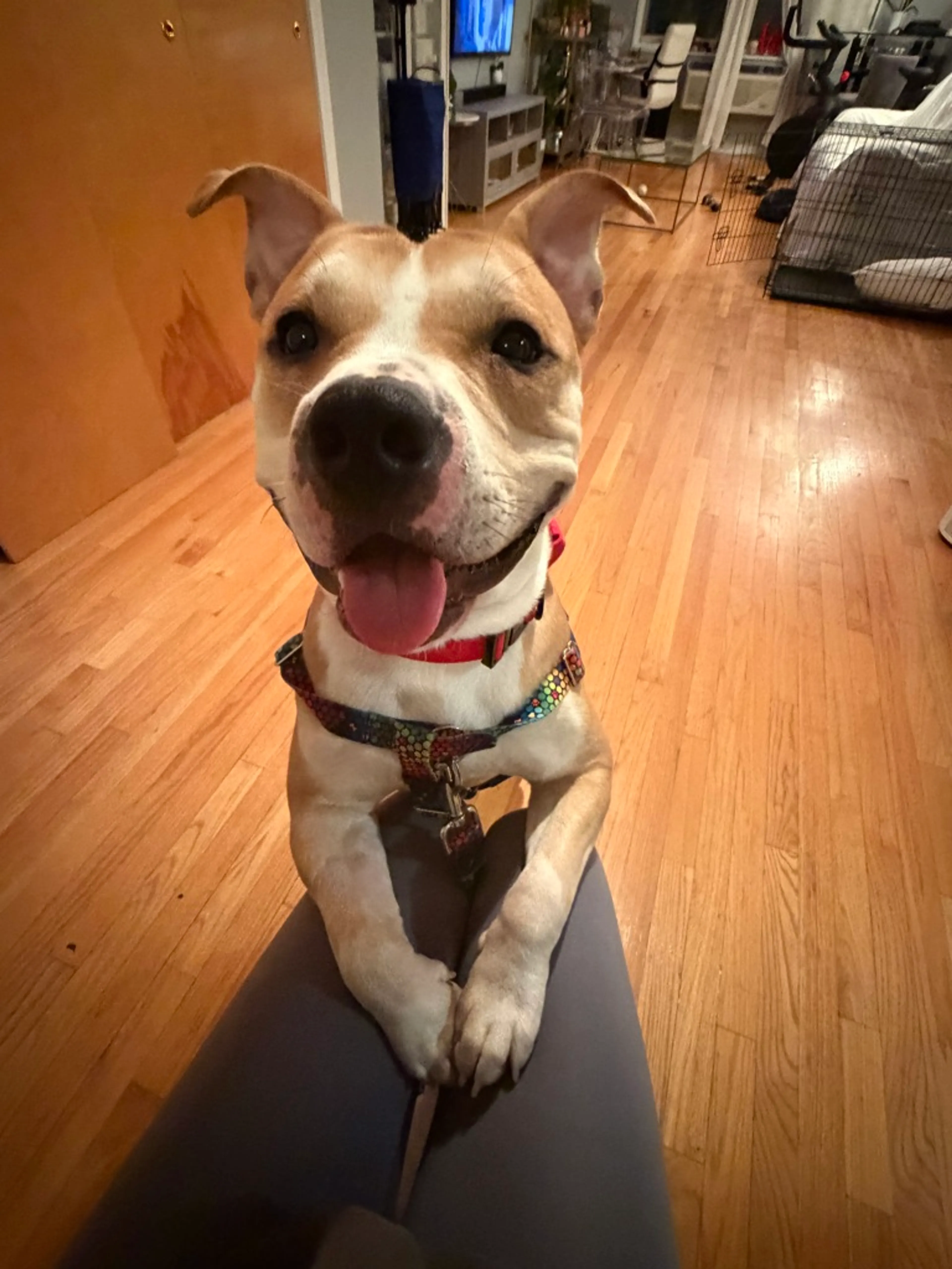 Found pet-3