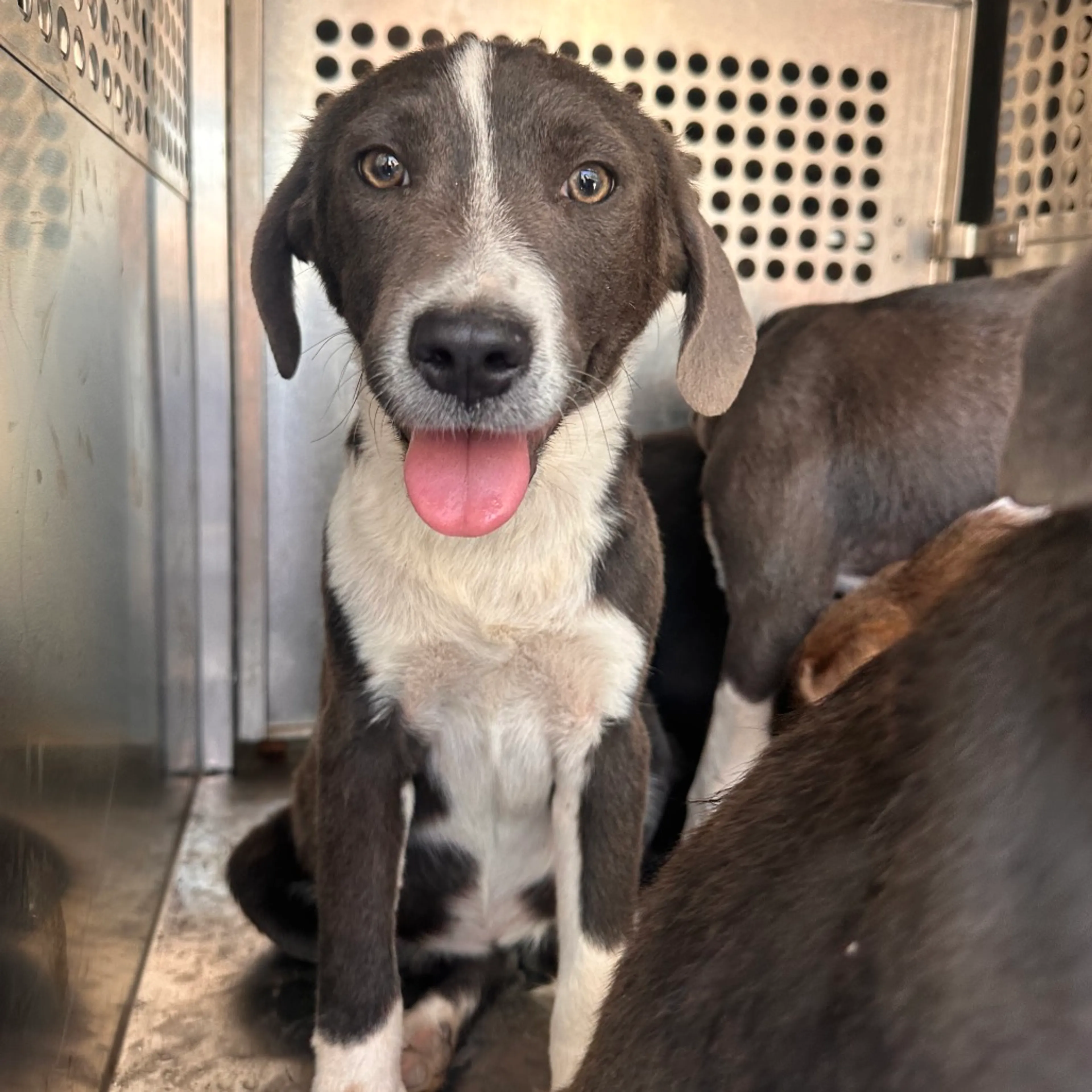 Found pet-1
